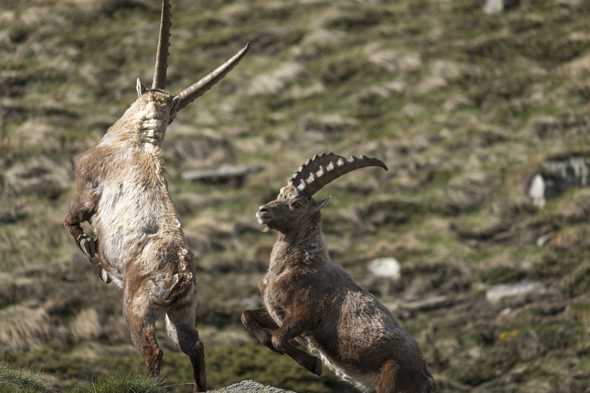 Canon EOS 5D Mark II + Sigma 150-500mm F5-6.3 DG OS HSM sample photo. A day along with the ibex #3 photography