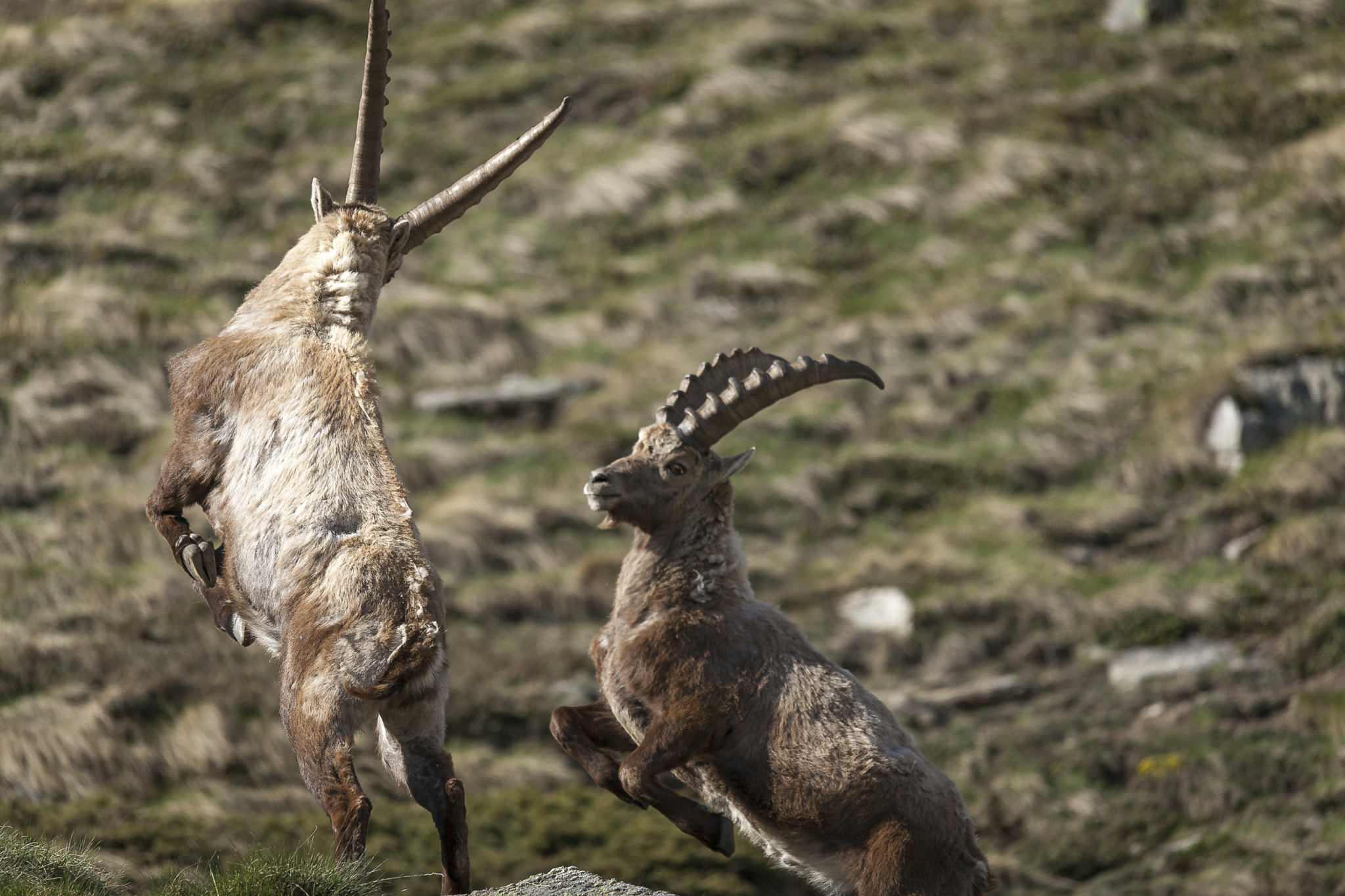 Sigma 150-500mm F5-6.3 DG OS HSM sample photo. A day along with the ibex #3 photography