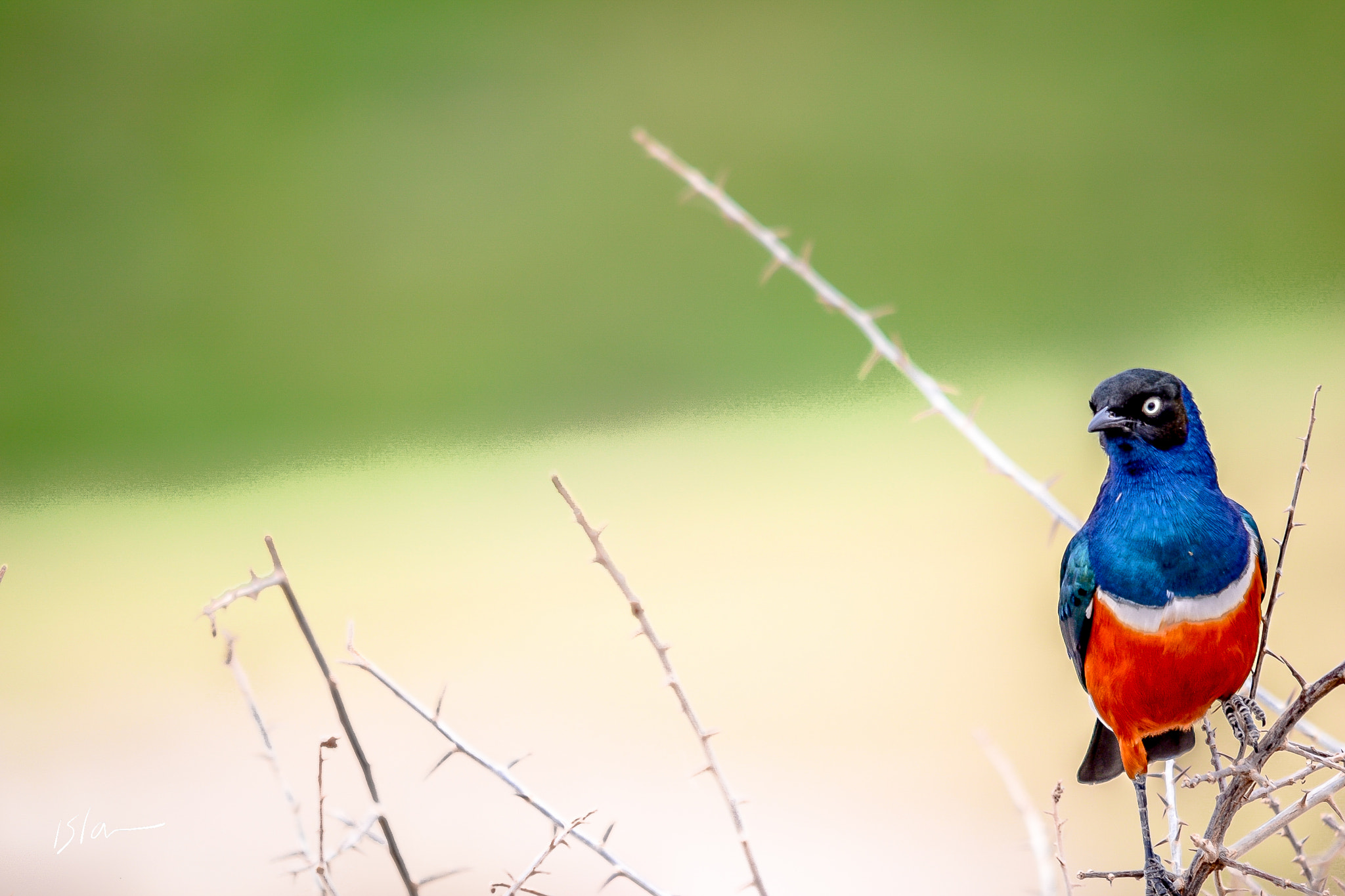 Sigma 150-500mm F5-6.3 DG OS HSM sample photo. Bird photography