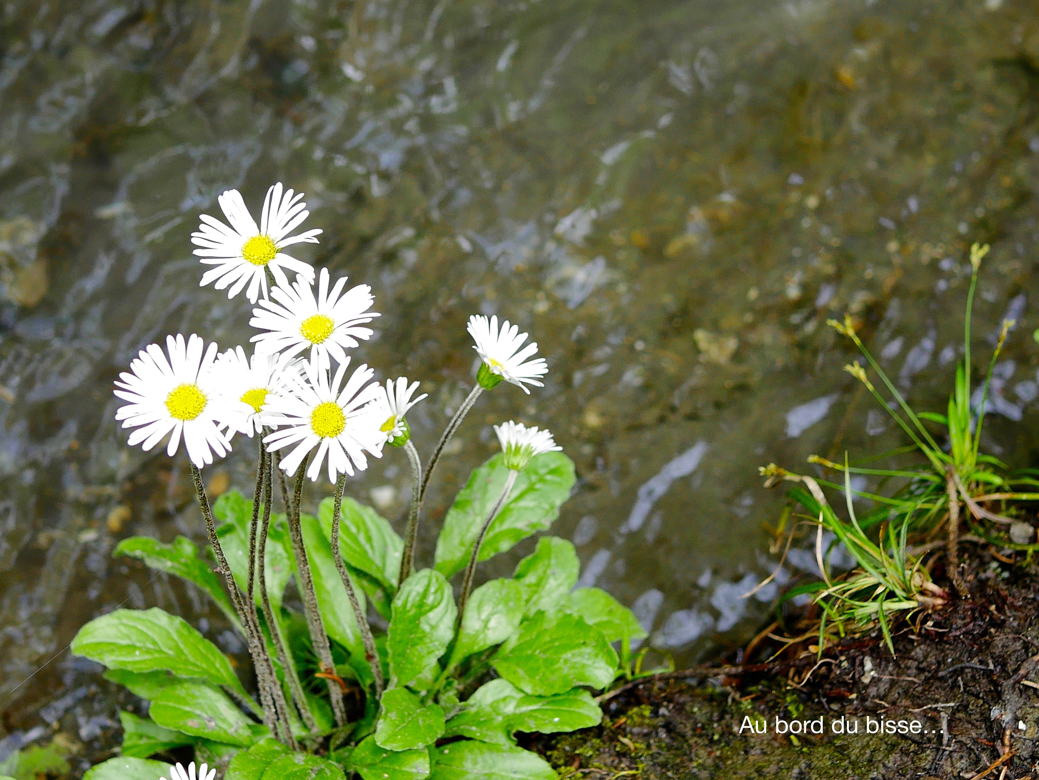 Panasonic DMC-G70 + Panasonic Lumix G Macro 30mm F2.8 ASPH Mega OIS sample photo. Au bord de l'eau! photography