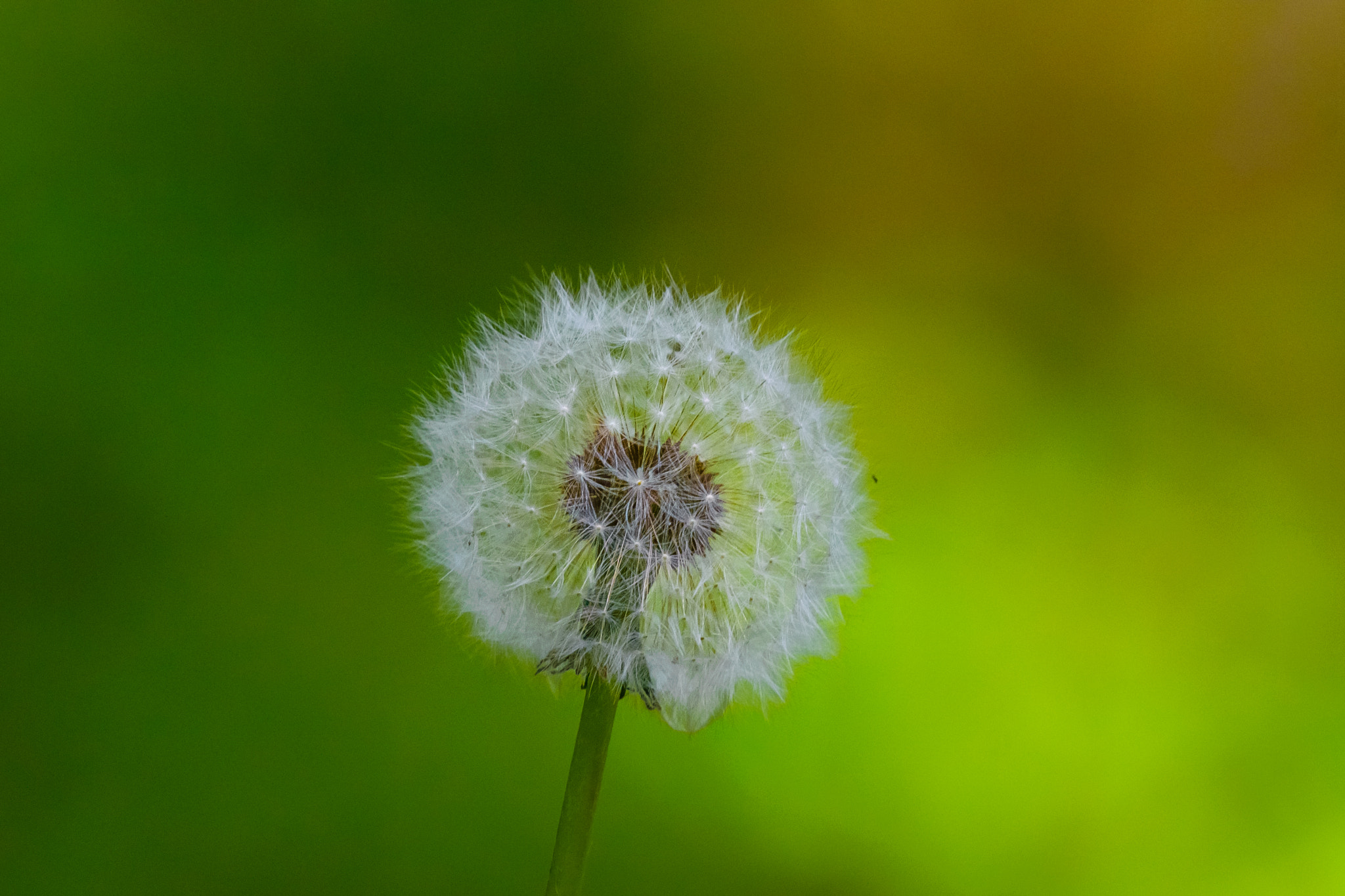 Sony Alpha DSLR-A850 + Sony 70-400mm F4-5.6 G SSM sample photo. Splash of colors. photography