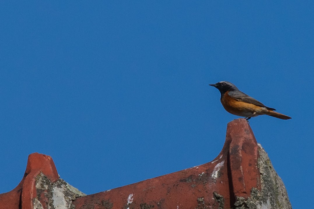 Sony Alpha DSLR-A850 + Sony 70-400mm F4-5.6 G SSM sample photo. European stonechat photography