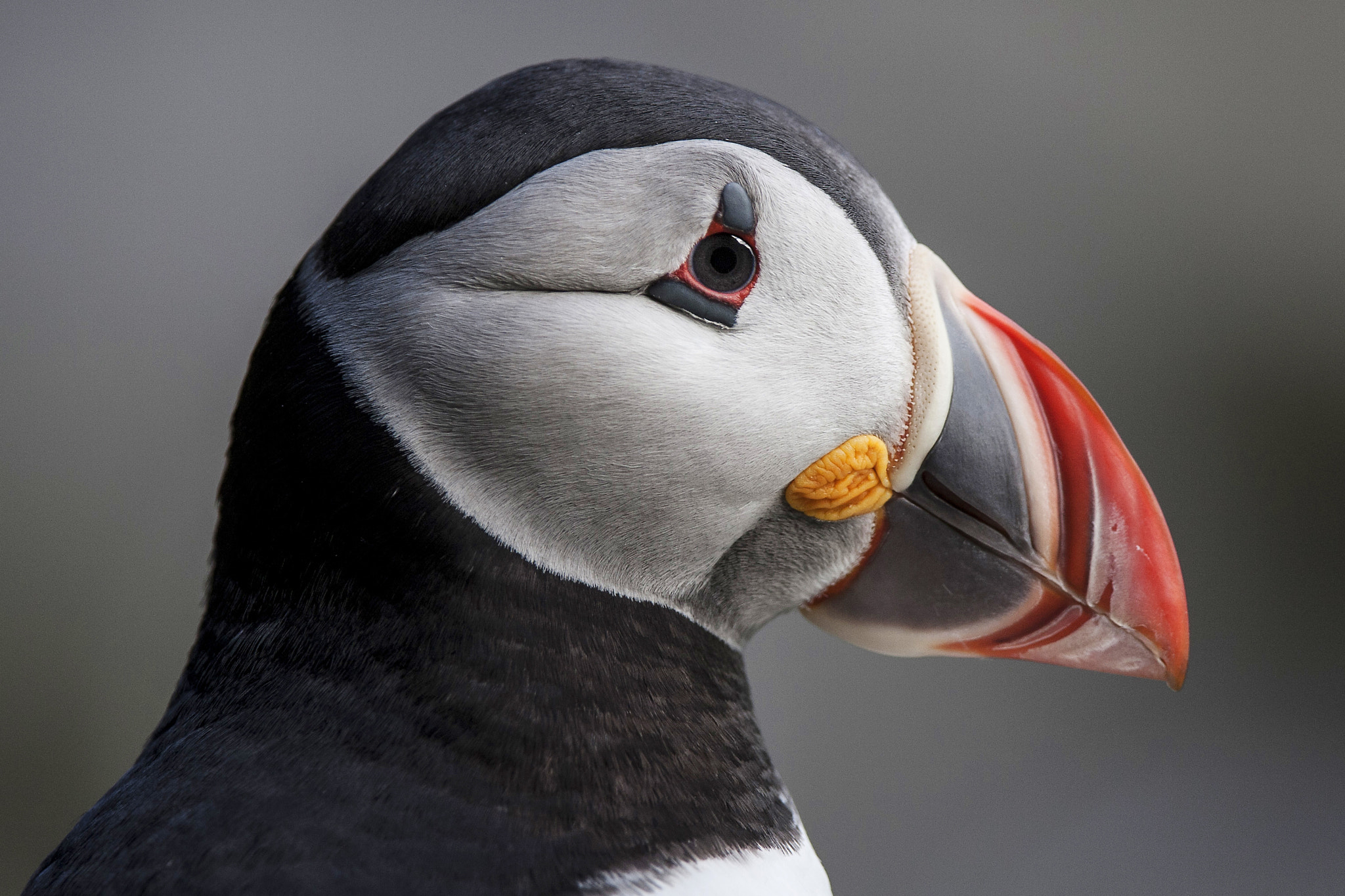 Canon EOS 40D + Canon EF 300mm F2.8L IS USM sample photo. Puffin portrait photography