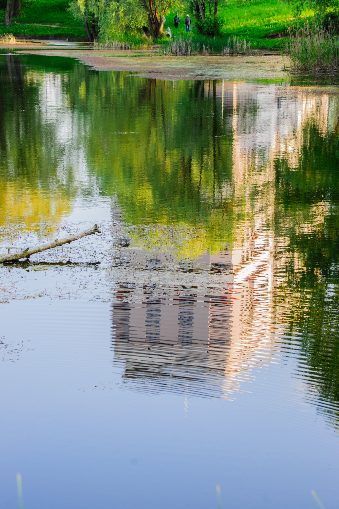 Sony Alpha DSLR-A850 + Sony 70-400mm F4-5.6 G SSM sample photo. Reflections in the pond. photography