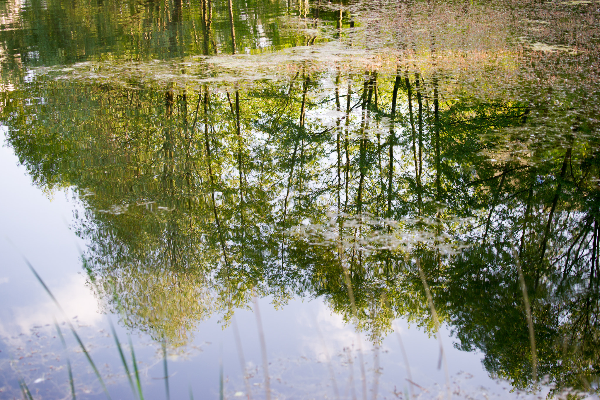 Sony Alpha DSLR-A850 + Sony 70-400mm F4-5.6 G SSM sample photo. Reflections in the pond. photography