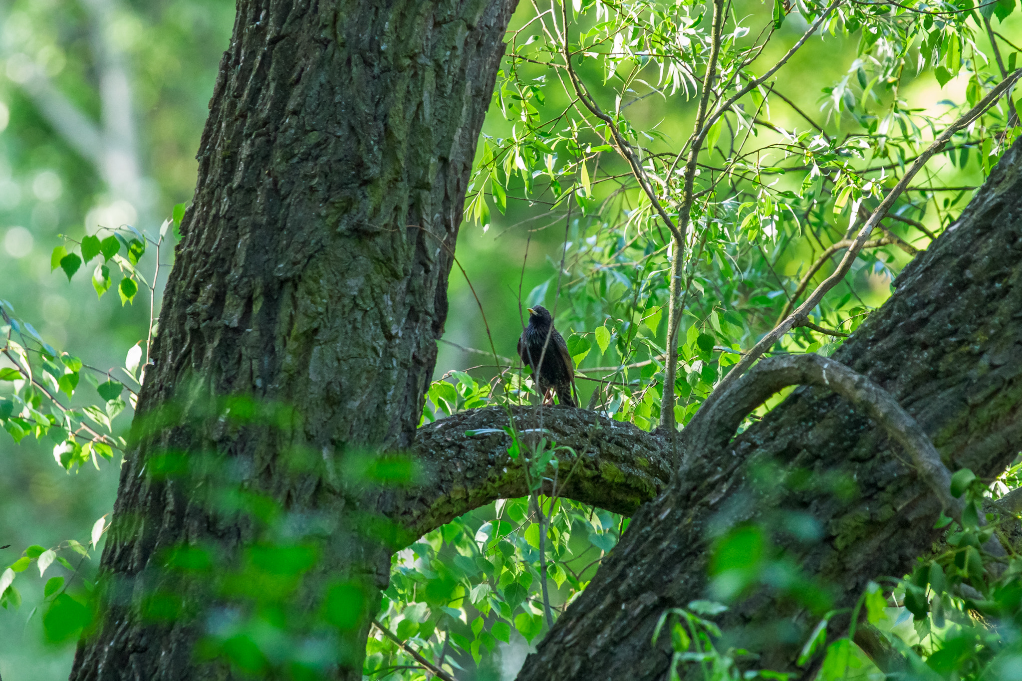 Sony Alpha DSLR-A850 + Sony 70-400mm F4-5.6 G SSM sample photo. Watching the neighborhood photography