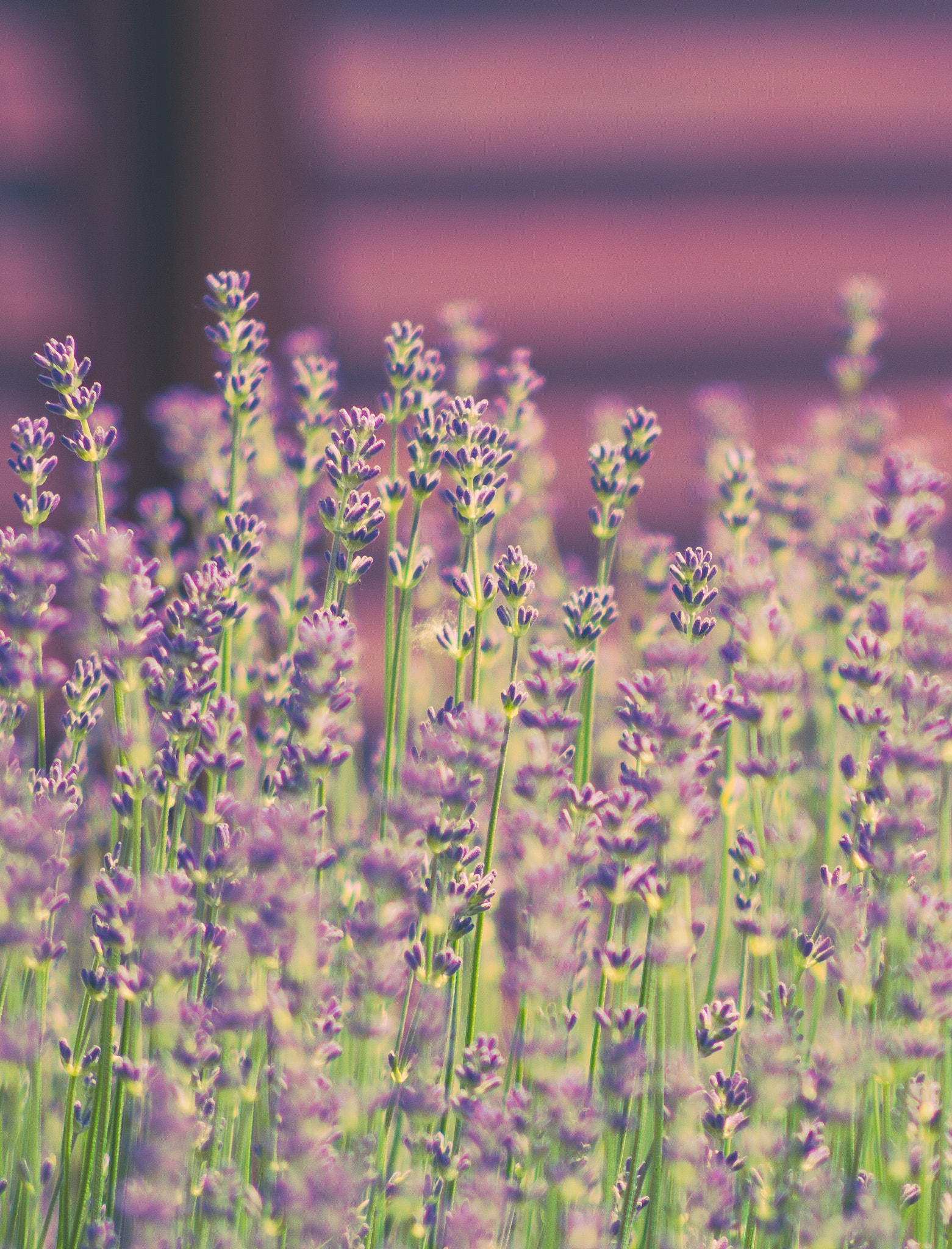 Nikon D3200 + AF Nikkor 70-210mm f/4-5.6 sample photo. Lavender photography