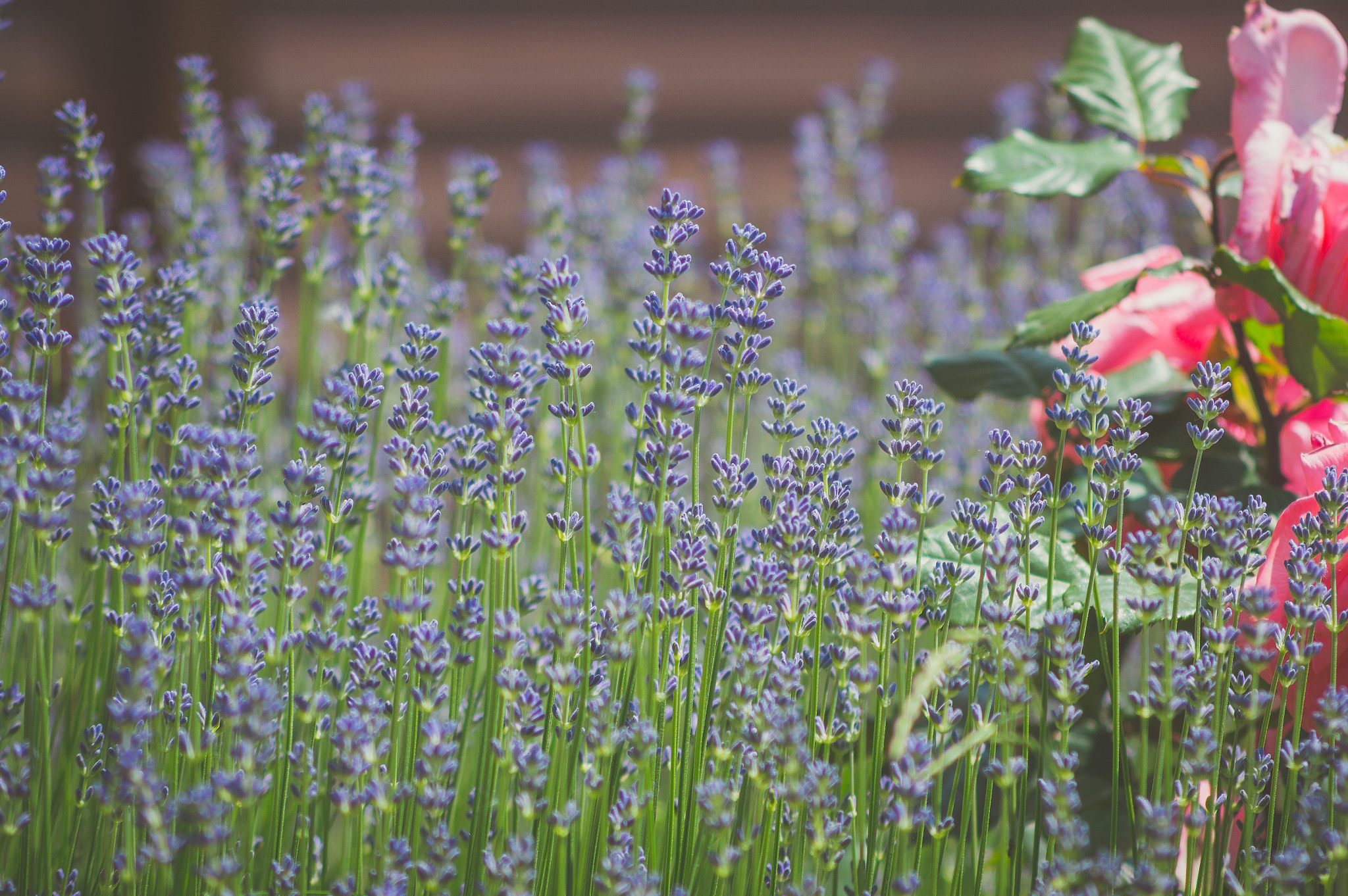 AF Nikkor 70-210mm f/4-5.6 sample photo. Lavender and roses photography