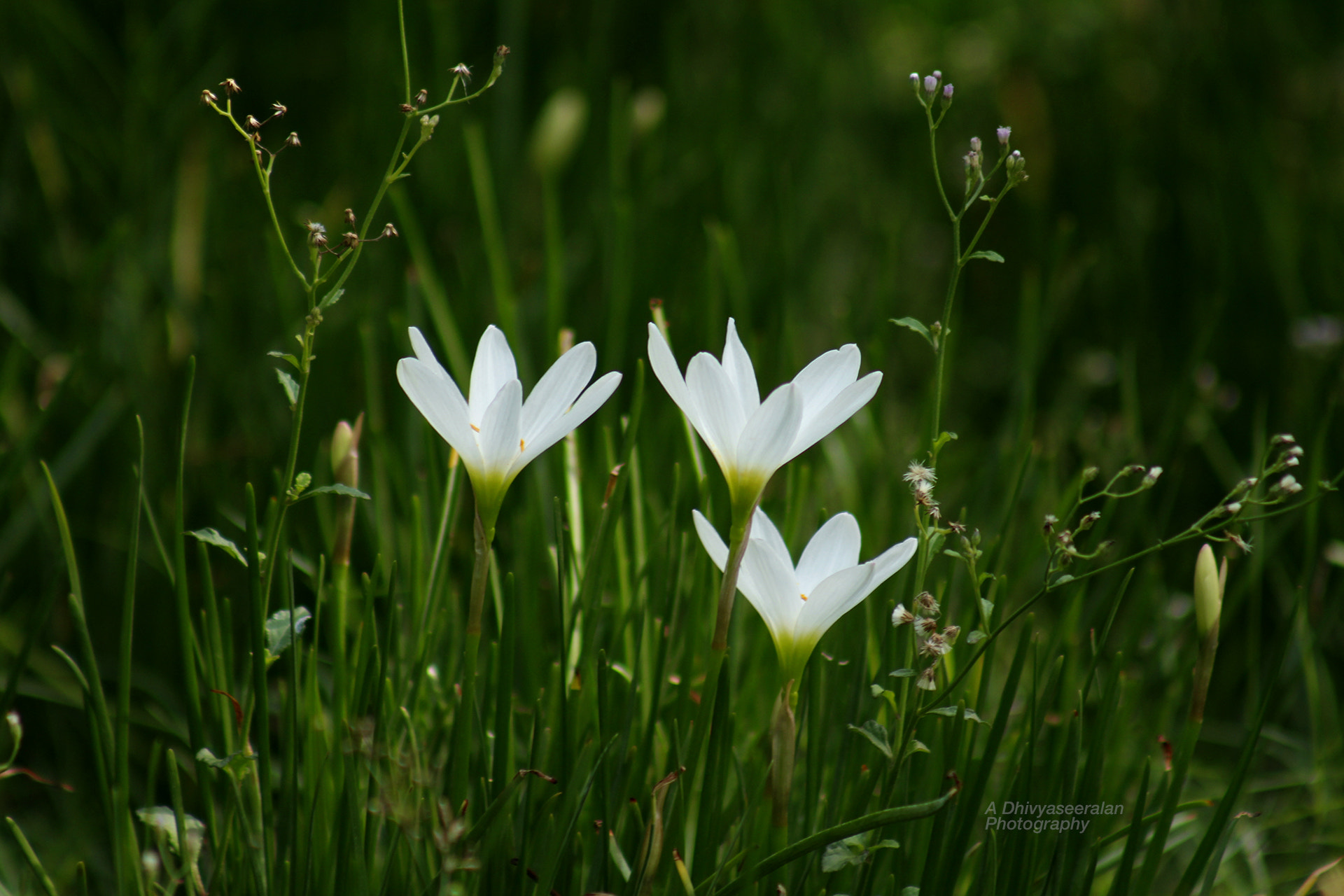 Canon EF 75-300mm f/4-5.6 USM sample photo. White flower photography