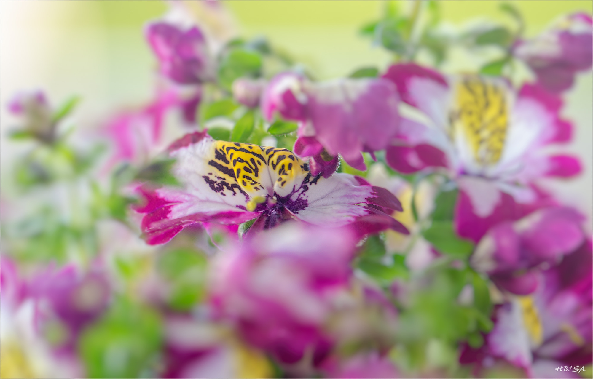 Sigma 150mm F2.8 EX DG OS Macro HSM sample photo. Bauernorchidee photography