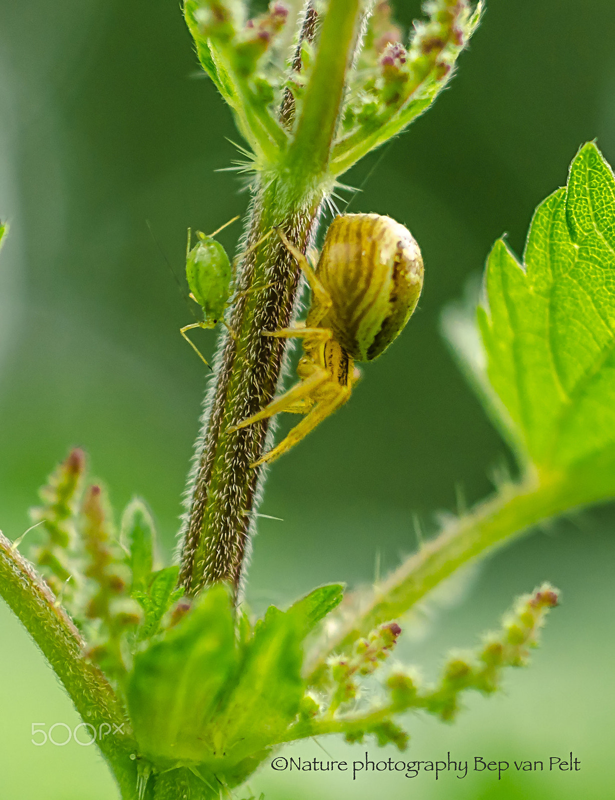 Nikon D7000 + Sigma 50mm F2.8 EX DG Macro sample photo. Louse versus spider photography