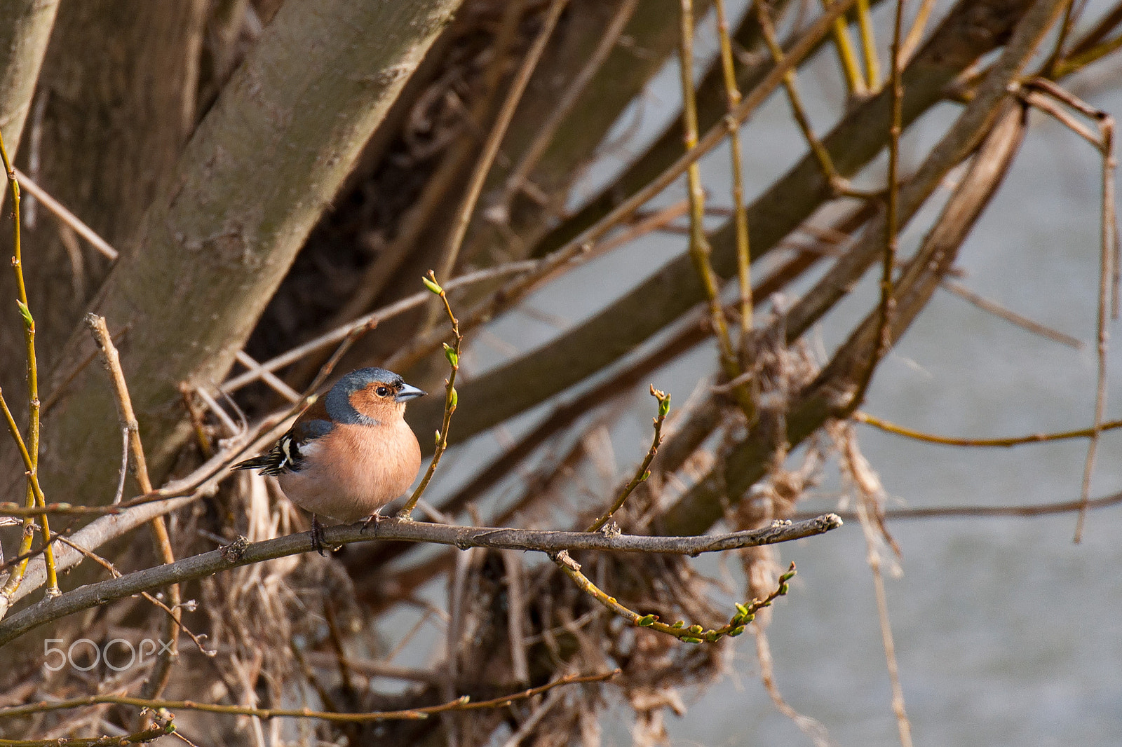 Sony Alpha DSLR-A900 sample photo. Bird in nature photography