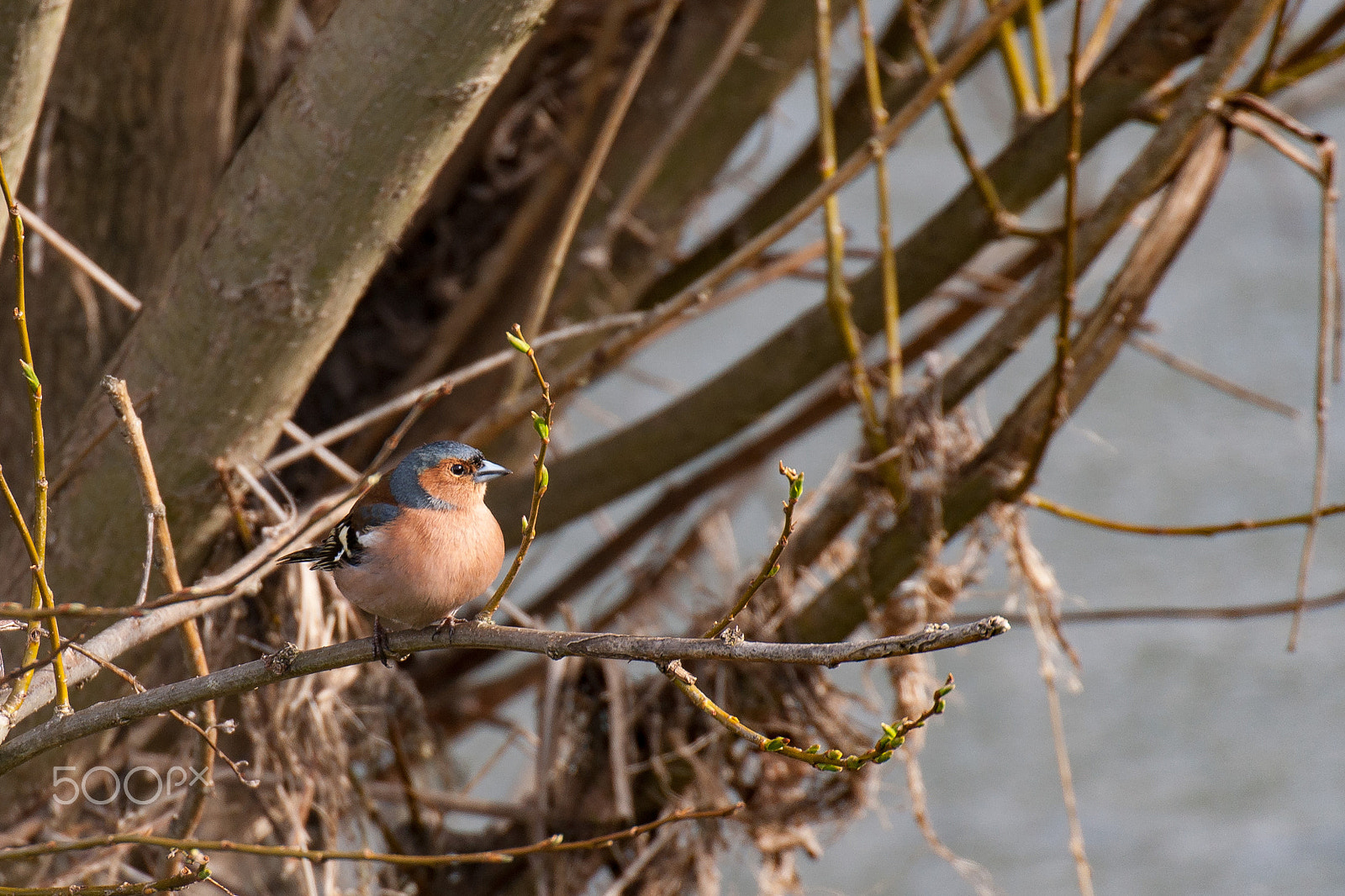 70-300mm F4.0-5.6 SSM sample photo. Bird in nature photography