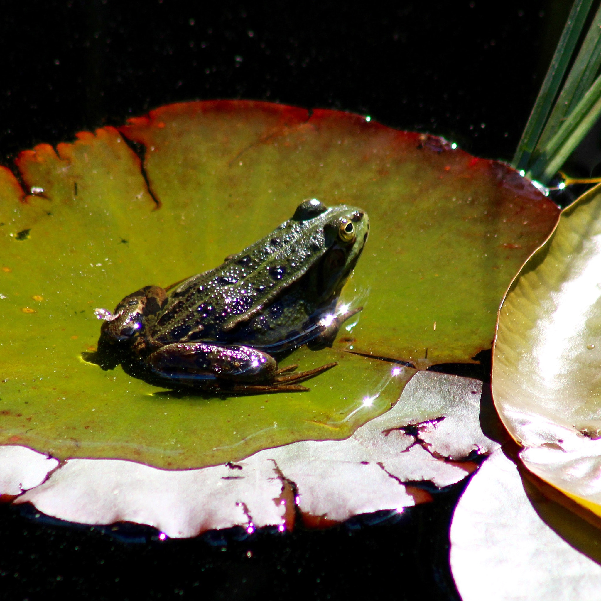 Canon EF75-300mm f/4-5.6 sample photo