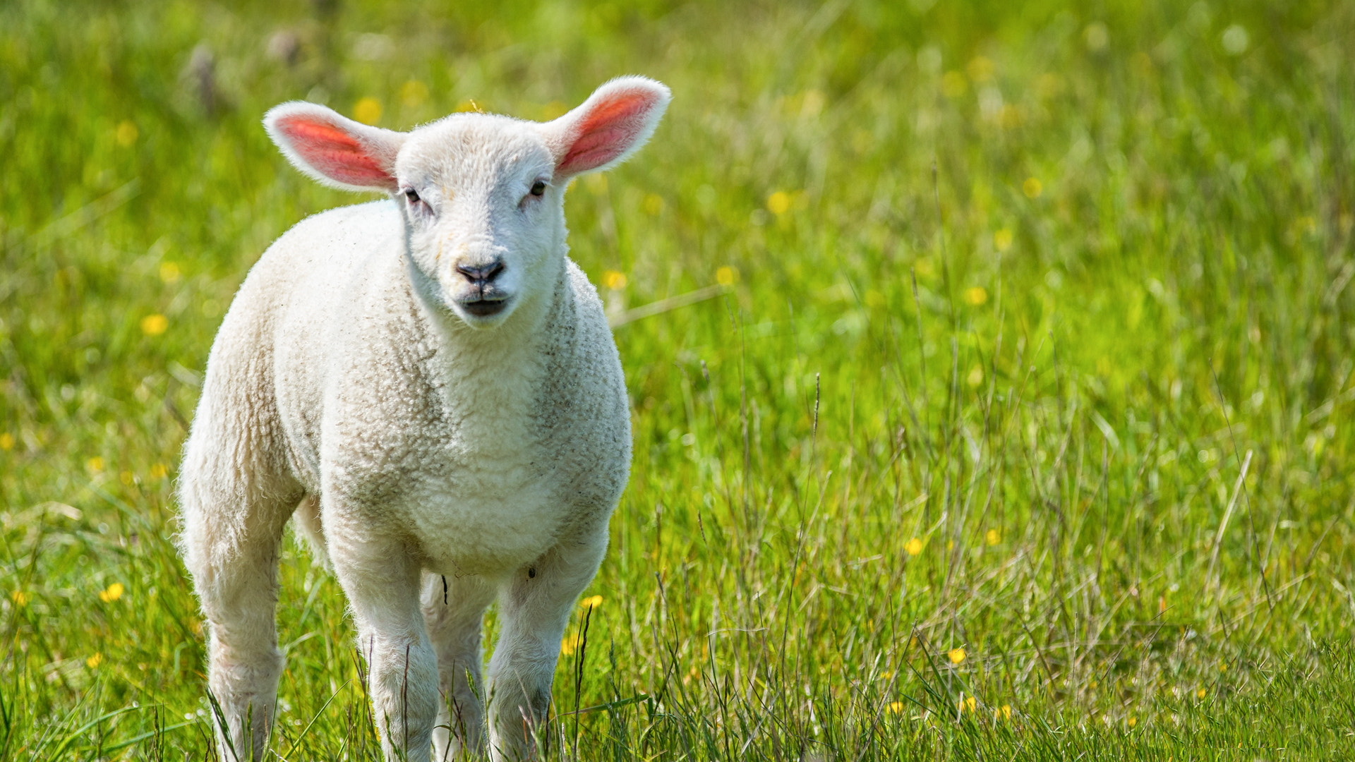 Sony a6300 + Sony DT 50mm F1.8 SAM sample photo. Little sheep photography