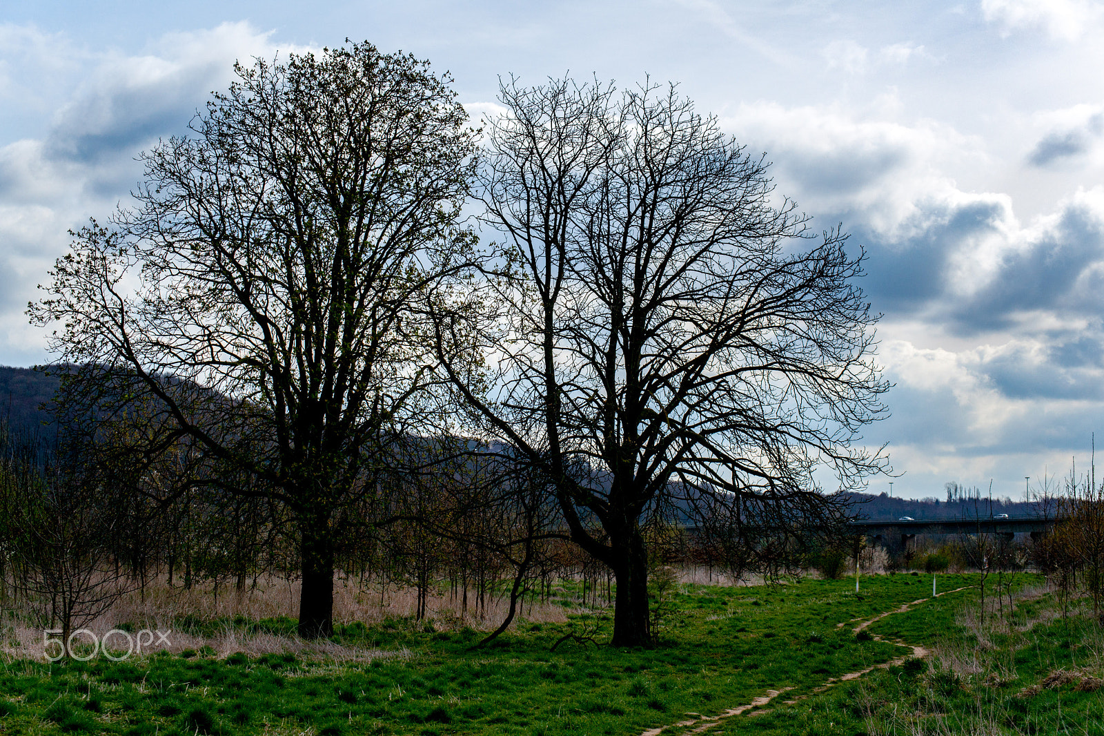 70-300mm F4.0-5.6 SSM sample photo. Two trees photography