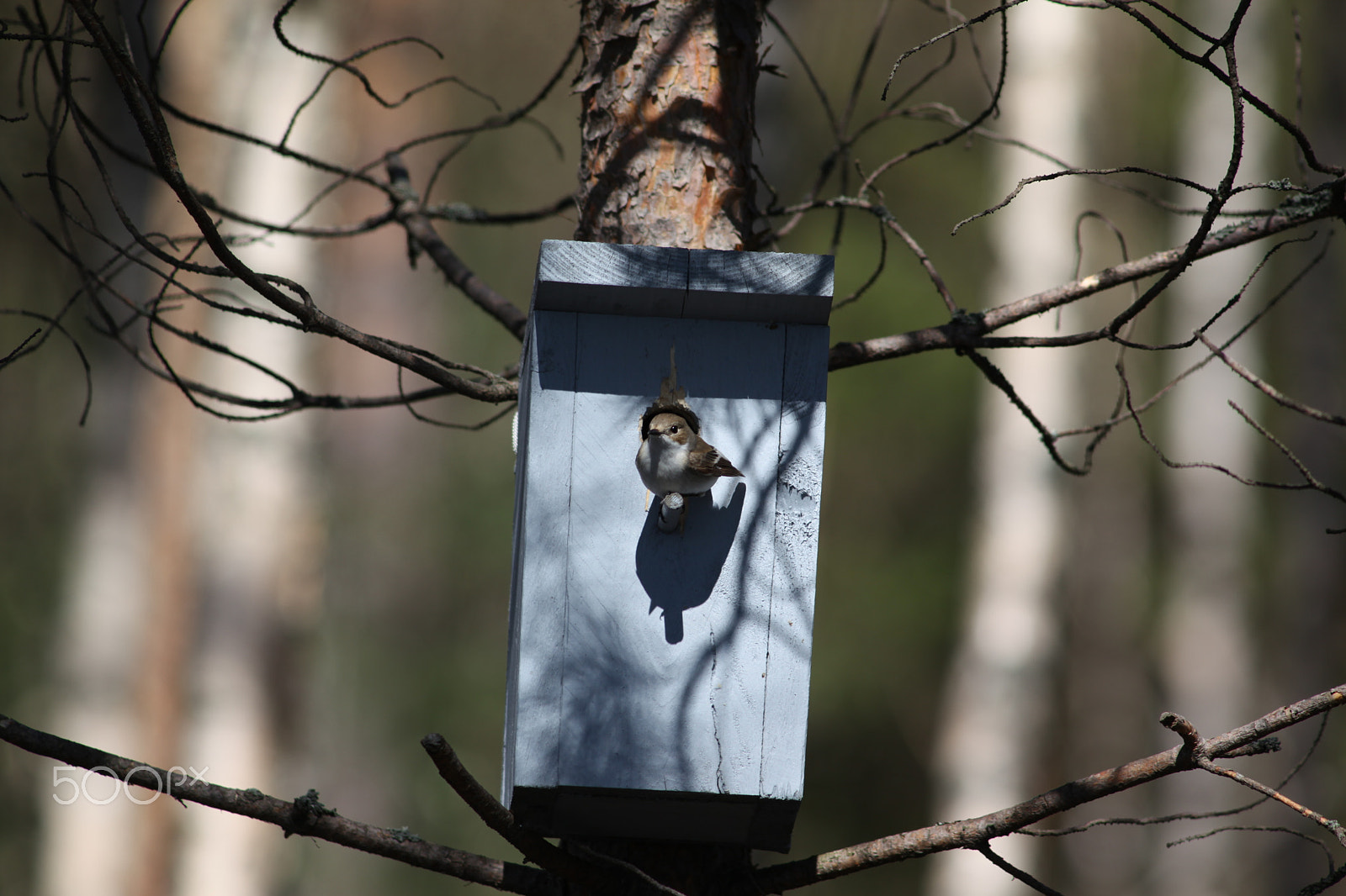 Canon EF 200mm f/2.8L II + 2x sample photo. European pied flycatcher, kirjosieppo photography