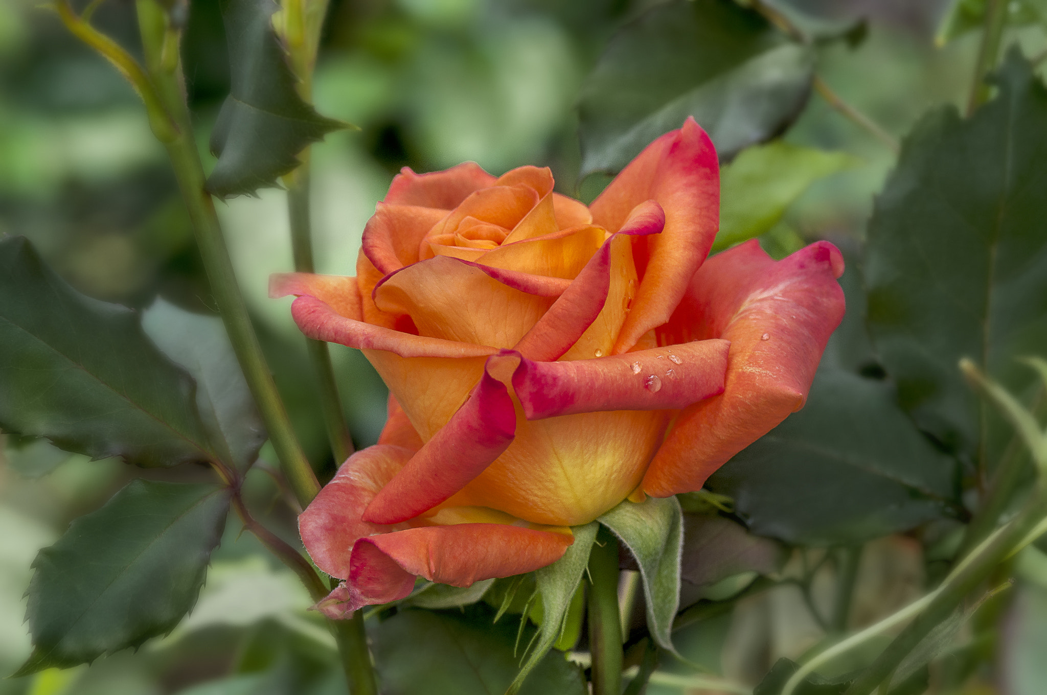 AF Micro-Nikkor 105mm f/2.8 sample photo. Роза photography