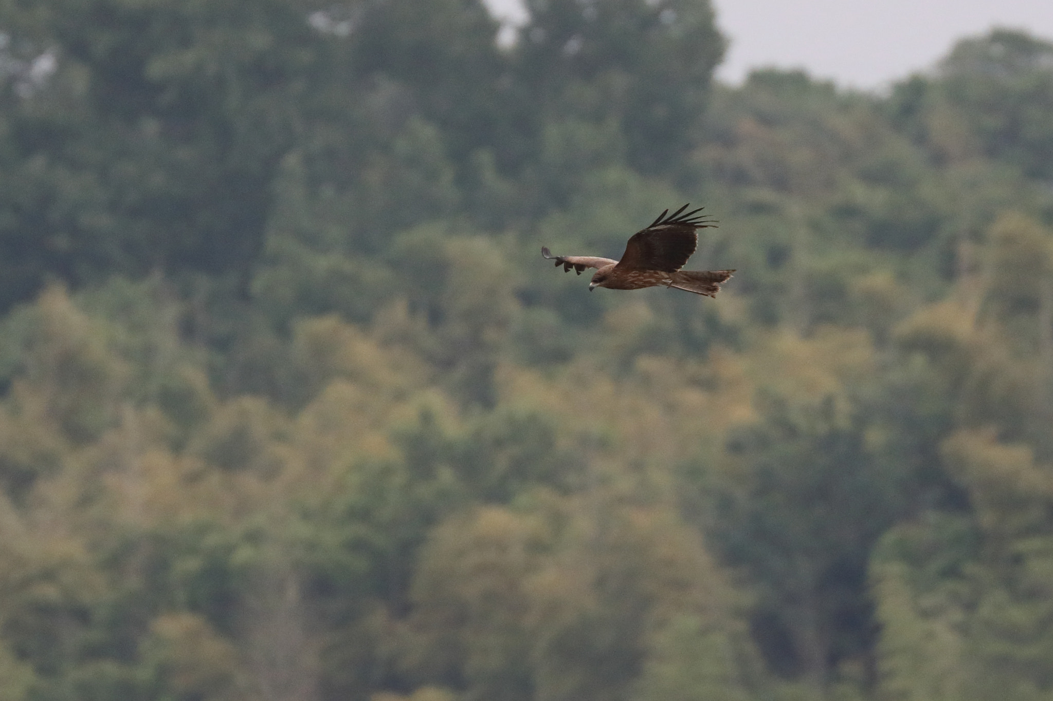 Canon EOS-1D X Mark II sample photo. A black kite photography