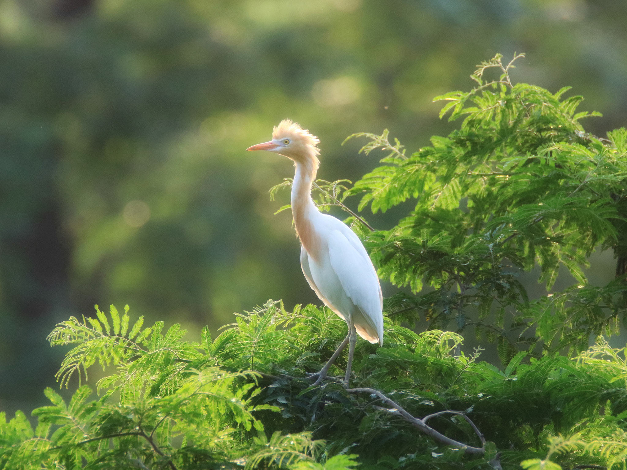 Canon EOS 750D (EOS Rebel T6i / EOS Kiss X8i) sample photo. Bird in sunshine photography