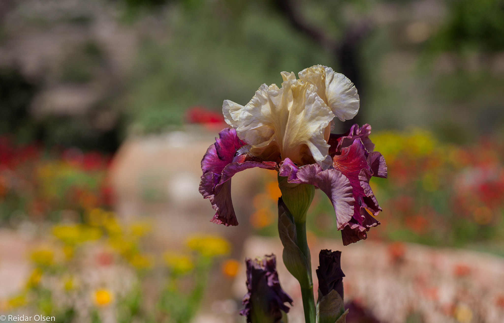 Tamron SP AF 90mm F2.8 Di Macro sample photo. Iris... photography