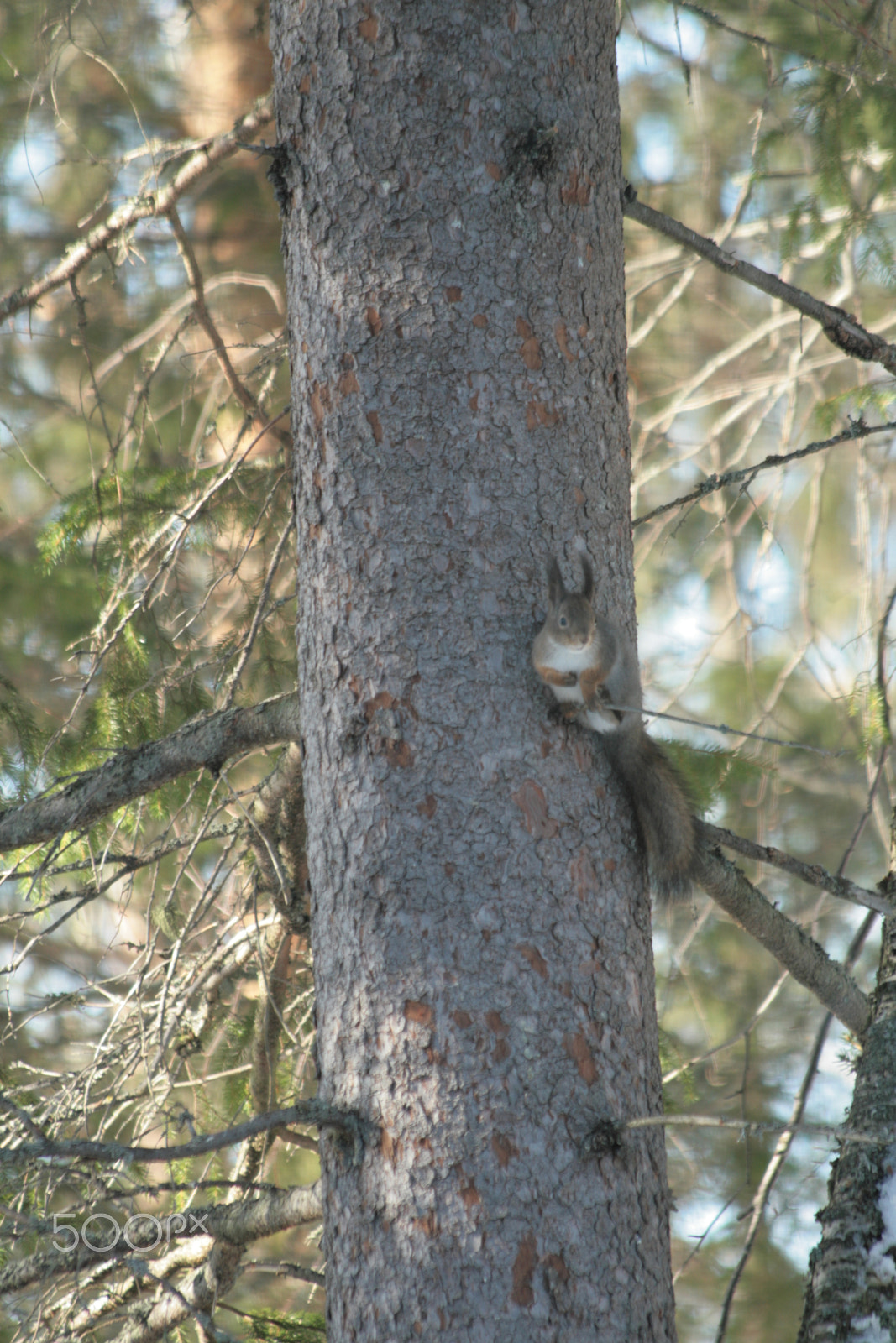 Canon EF 70-300mm F4-5.6 IS USM sample photo. Red squirrel, orava photography