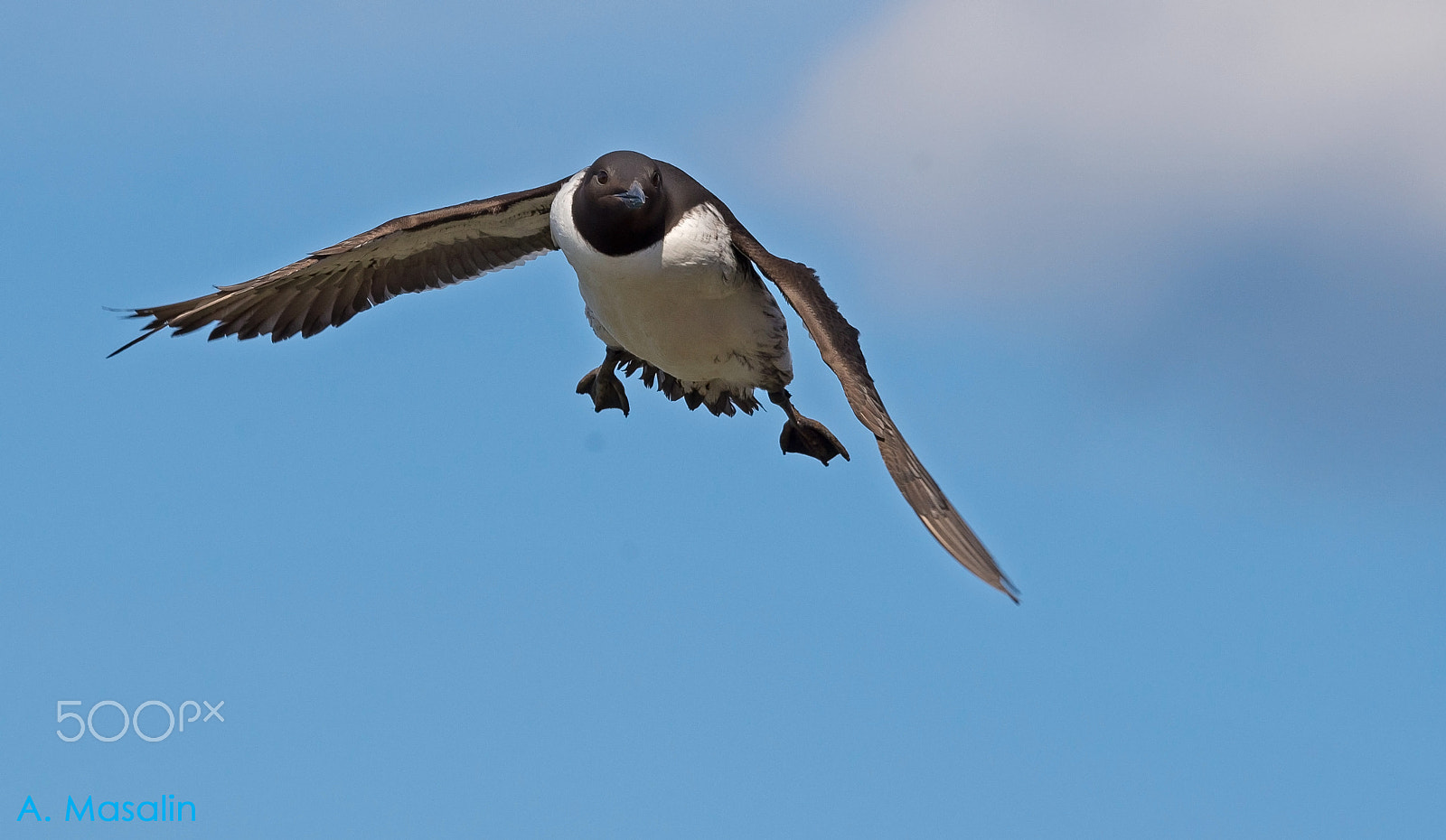 Nikon D600 sample photo. Guillemot photography