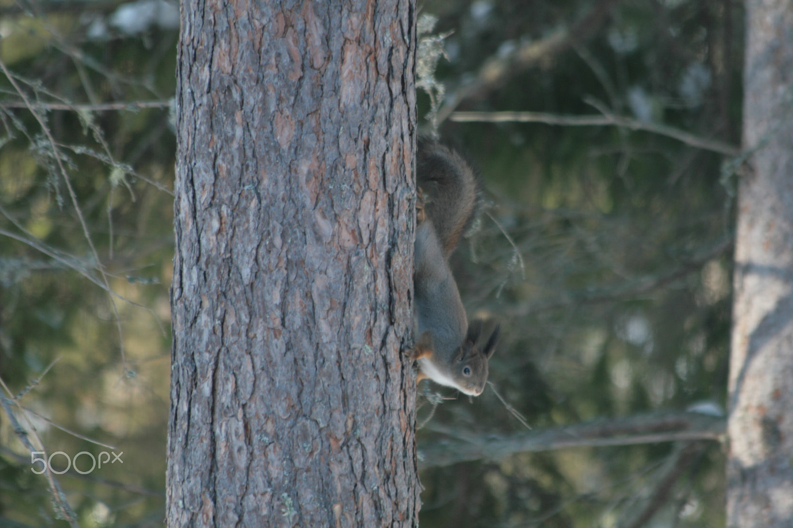 Canon EF 70-300mm F4-5.6 IS USM sample photo. Looking for something photography