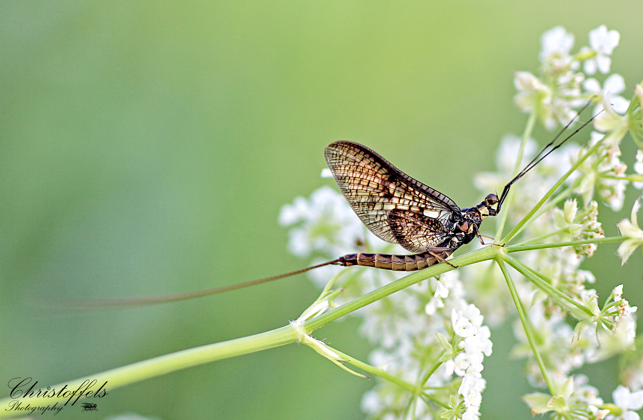 Sigma 70mm F2.8 EX DG Macro sample photo. Graceful (ephemeroptera) photography