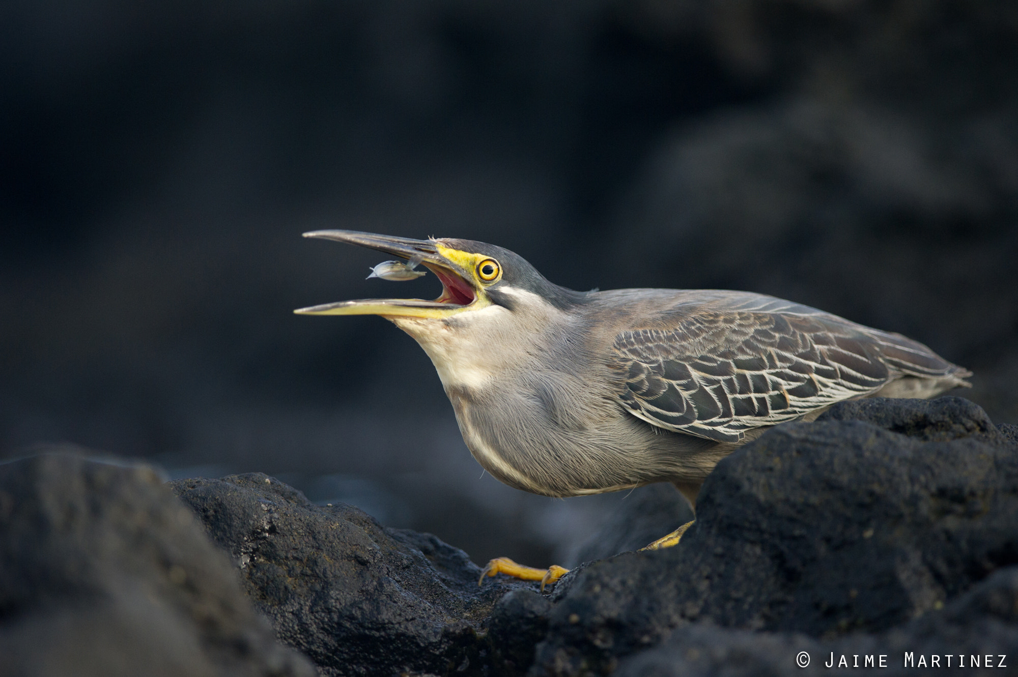 Nikon D3S + Nikon AF-S Nikkor 300mm F4D ED-IF sample photo. Striated heron / héron strié - butorides striata photography