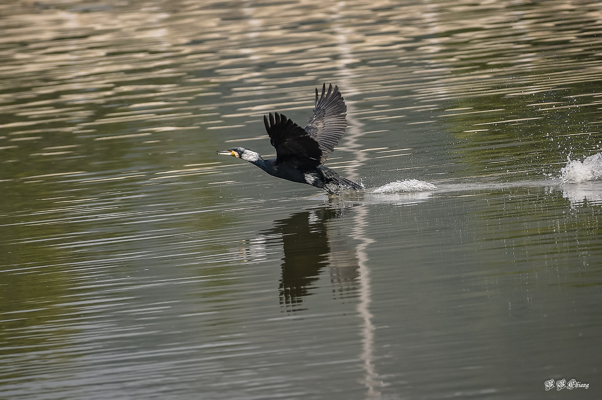 Nikon AF-S Nikkor 200-500mm F5.6E ED VR sample photo. Crossed the line photography