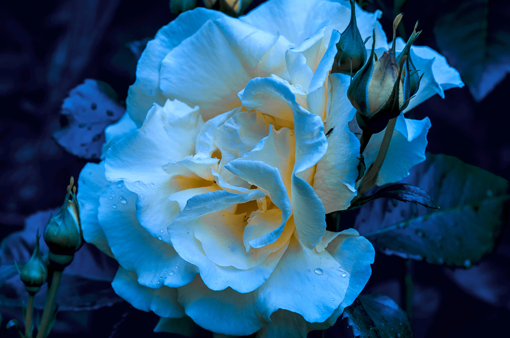 AF Micro-Nikkor 105mm f/2.8 sample photo. Ночная фея photography