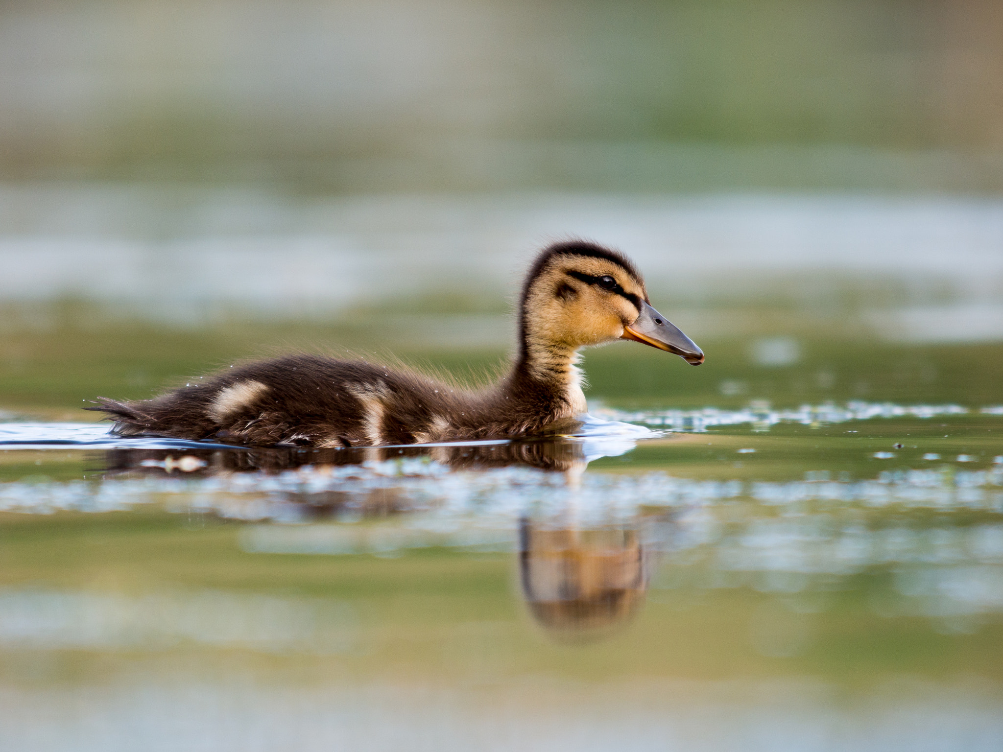 Olympus OM-D E-M1 + OLYMPUS 300mm Lens sample photo. Fluffy photography