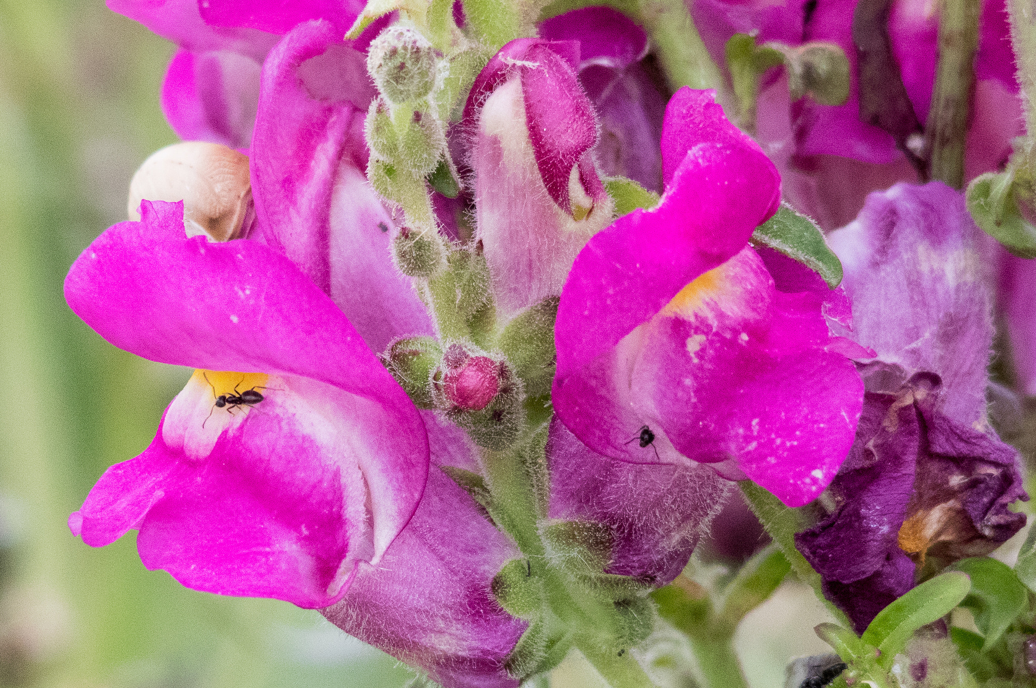 Sigma 150-500mm F5-6.3 DG OS HSM sample photo. 28052016-img_0273.jpg photography