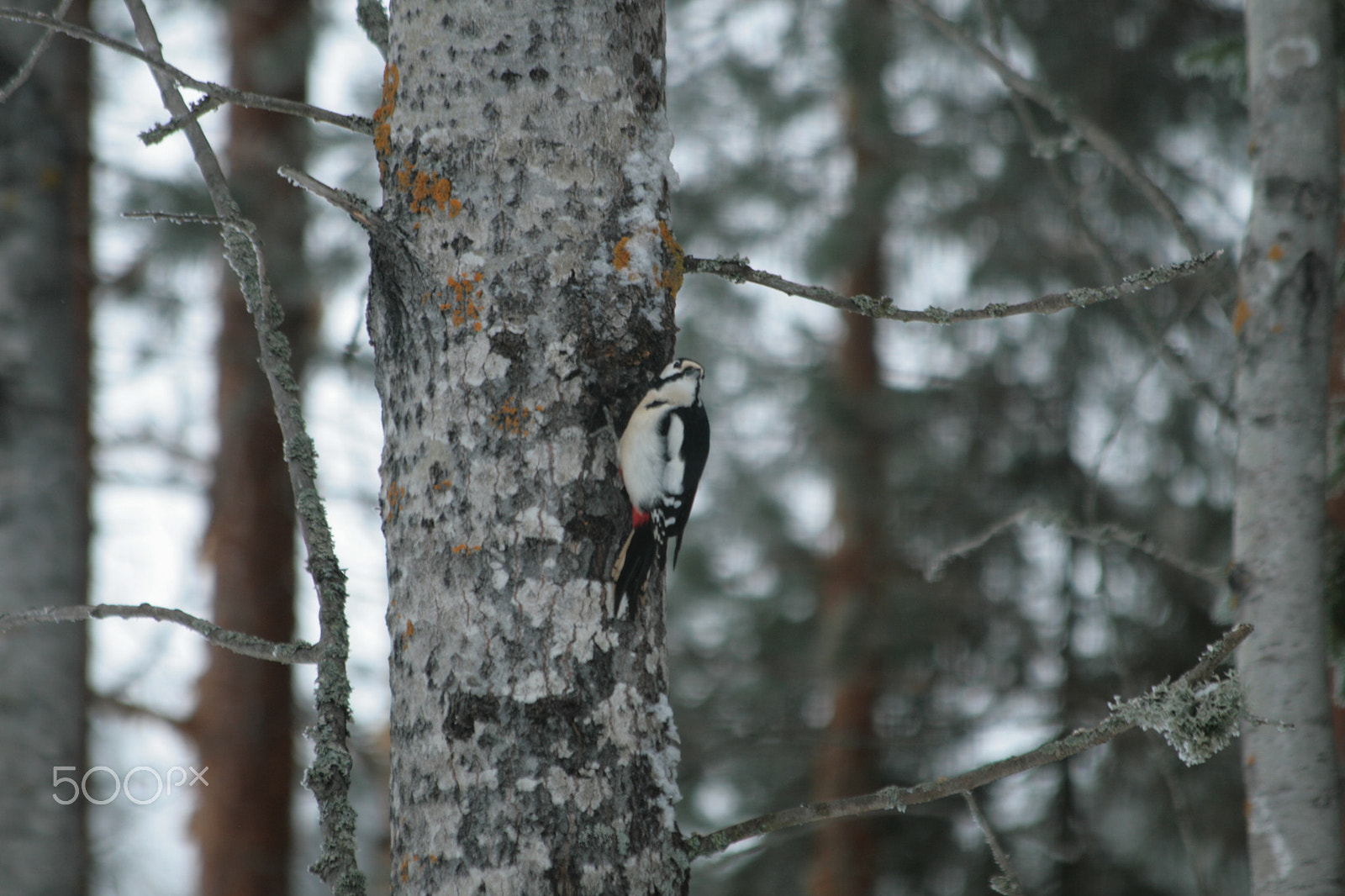 Canon EF 70-300mm F4-5.6 IS USM sample photo. Woodpecker, käpytikka photography