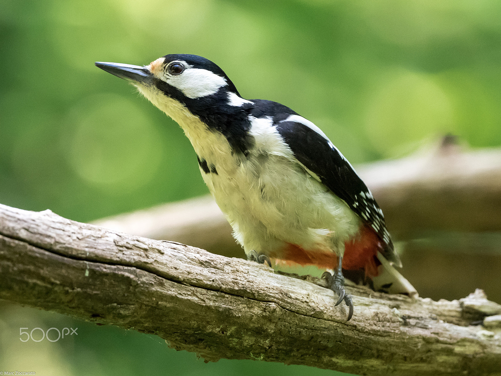 Olympus OM-D E-M1 + M.300mm F4.0 + MC-14 sample photo. Pic epeiche - domaines des oiseaux mazères - 2016 05 28 photography