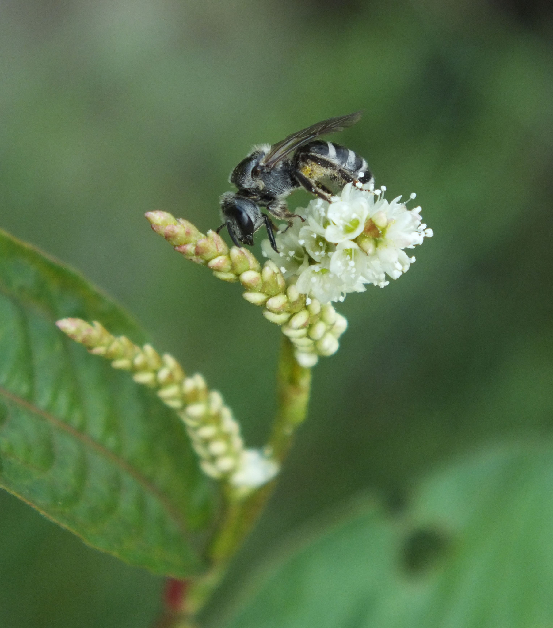 FujiFilm FinePix HS20 EXR (FinePix HS22 EXR) sample photo. 精灵踏花 photography