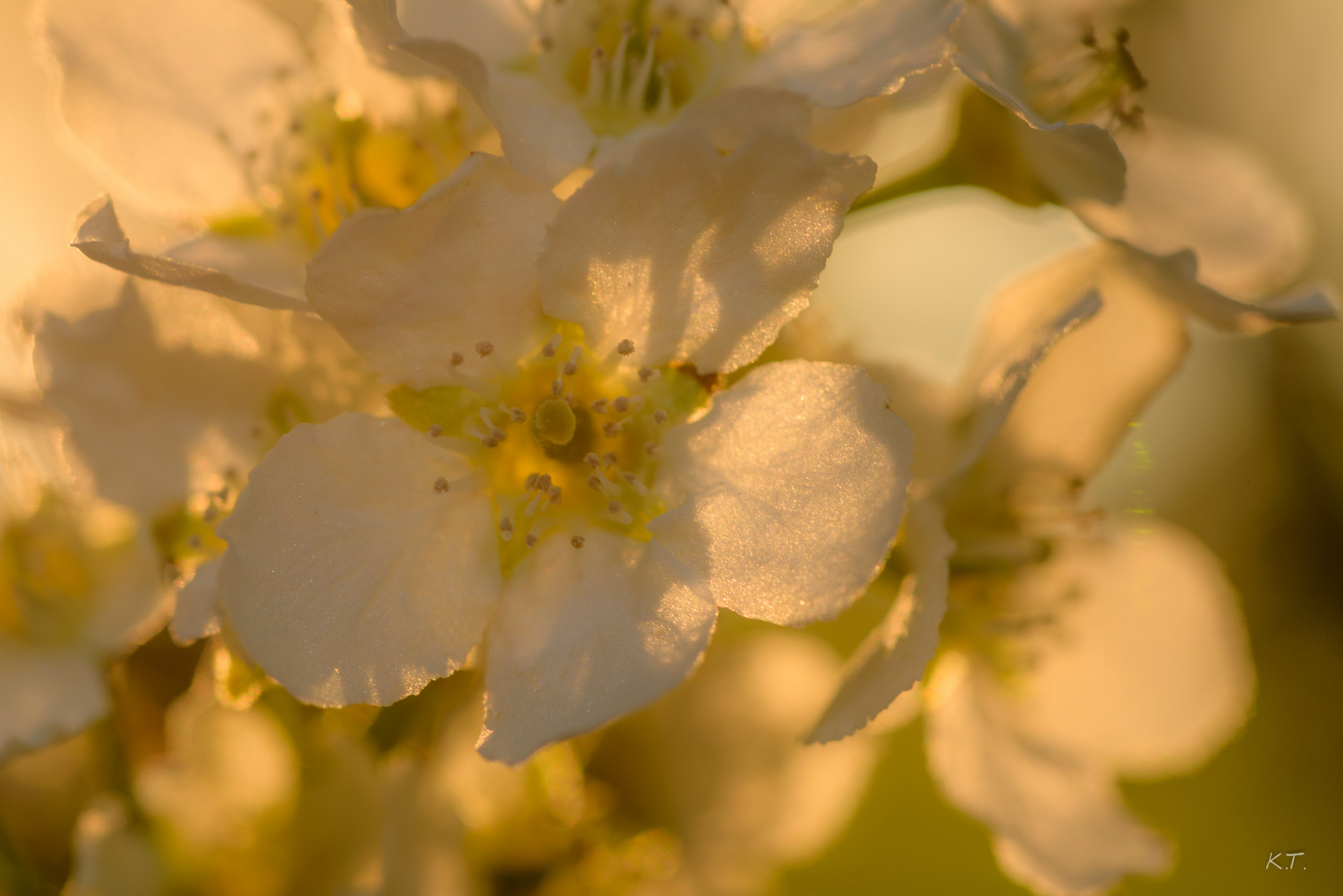 Nikon D610 + Nikon AF Micro-Nikkor 60mm F2.8D sample photo. The day the summer arrived photography
