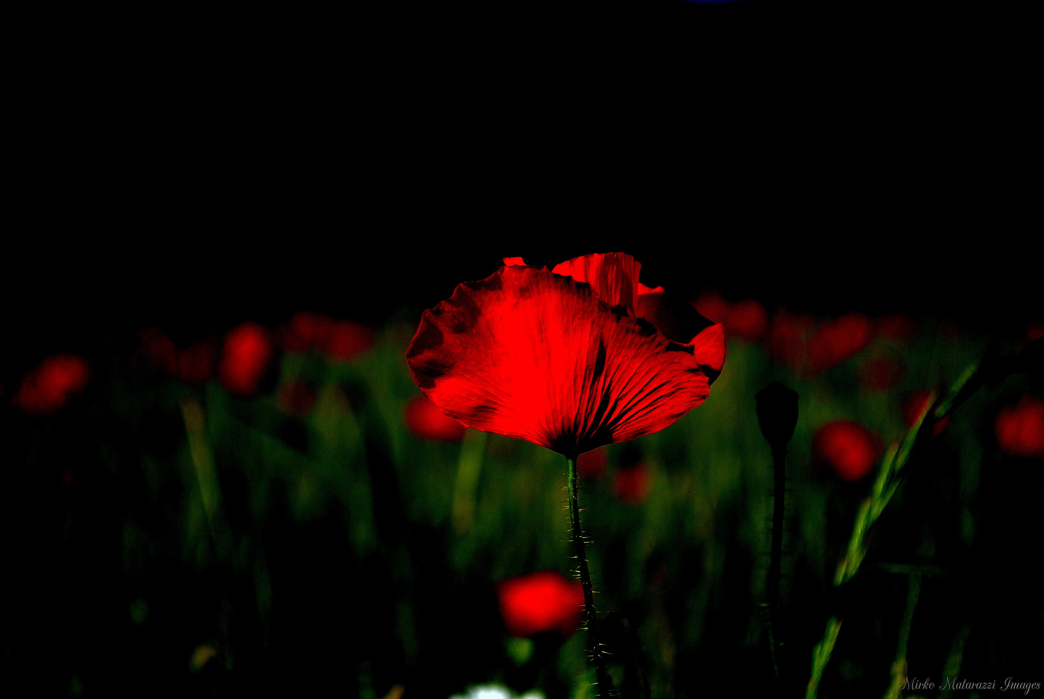 Nikon D200 sample photo. Red painted photography
