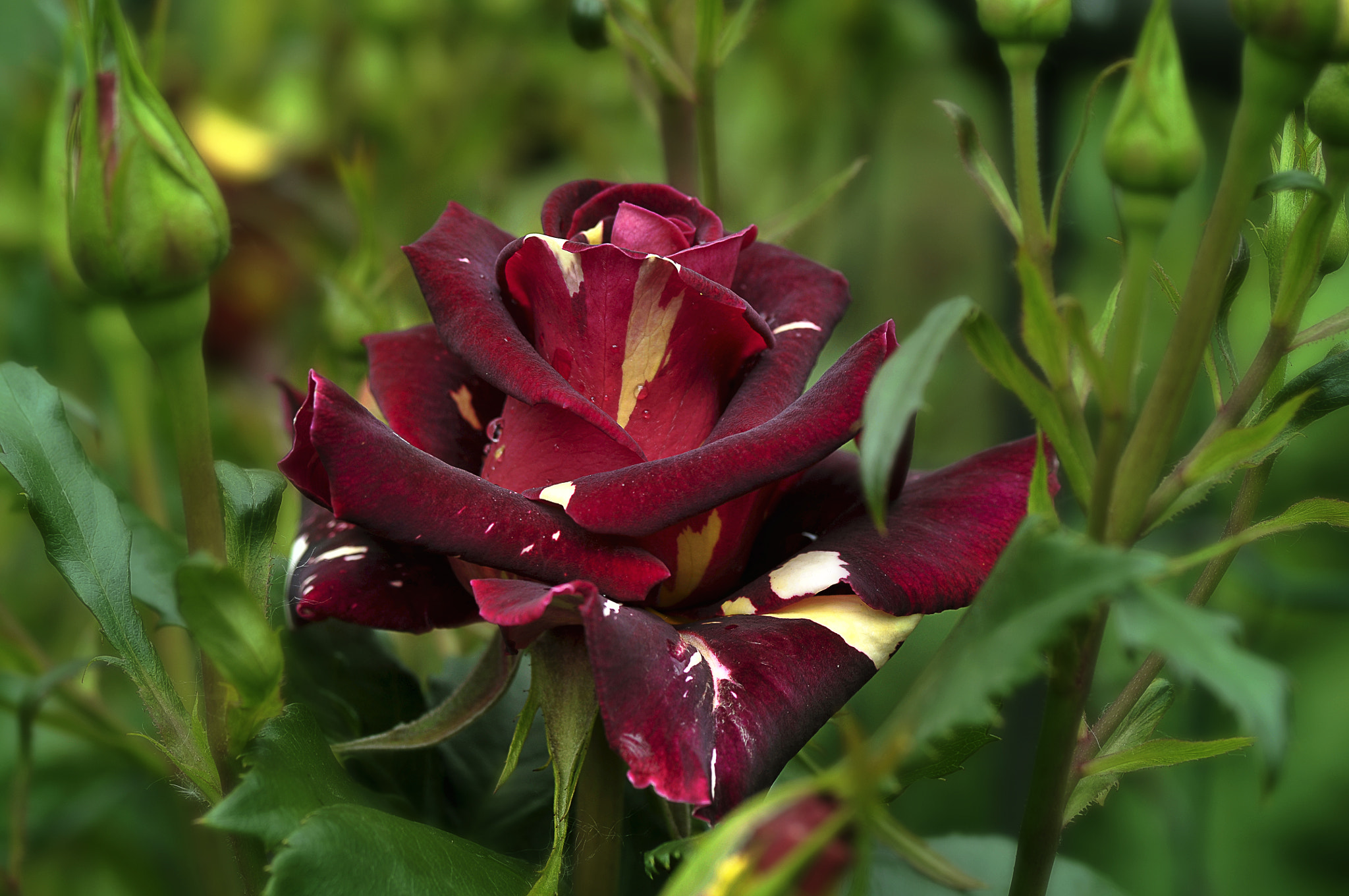 Nikon D300 + AF Micro-Nikkor 105mm f/2.8 sample photo. Модница photography