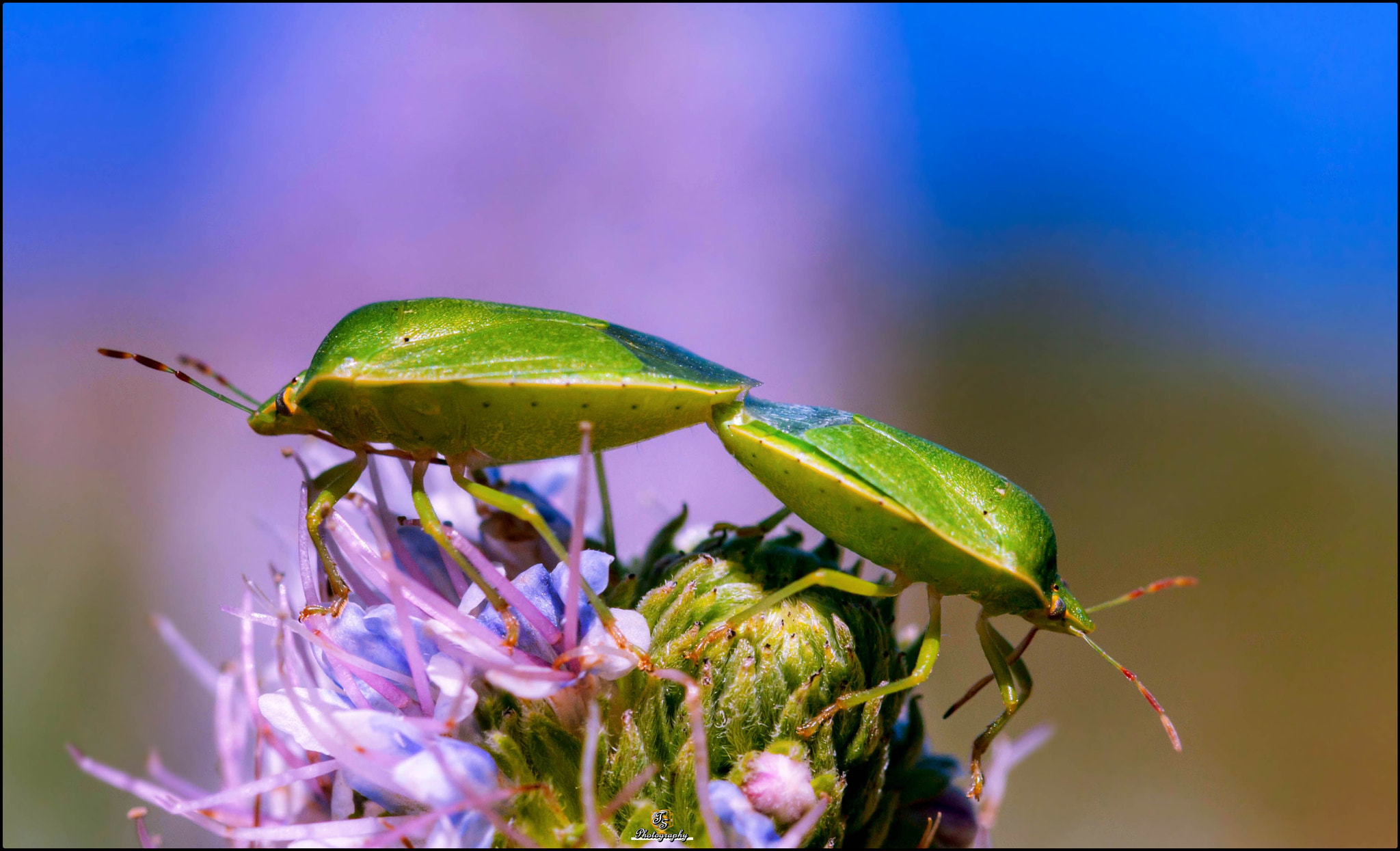 Sigma 105mm F2.8 EX DG OS HSM sample photo. Insect attraction photography
