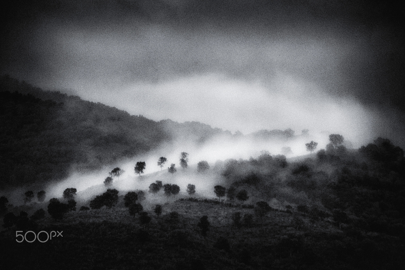 Nikon D3 sample photo. Arvres brume photography