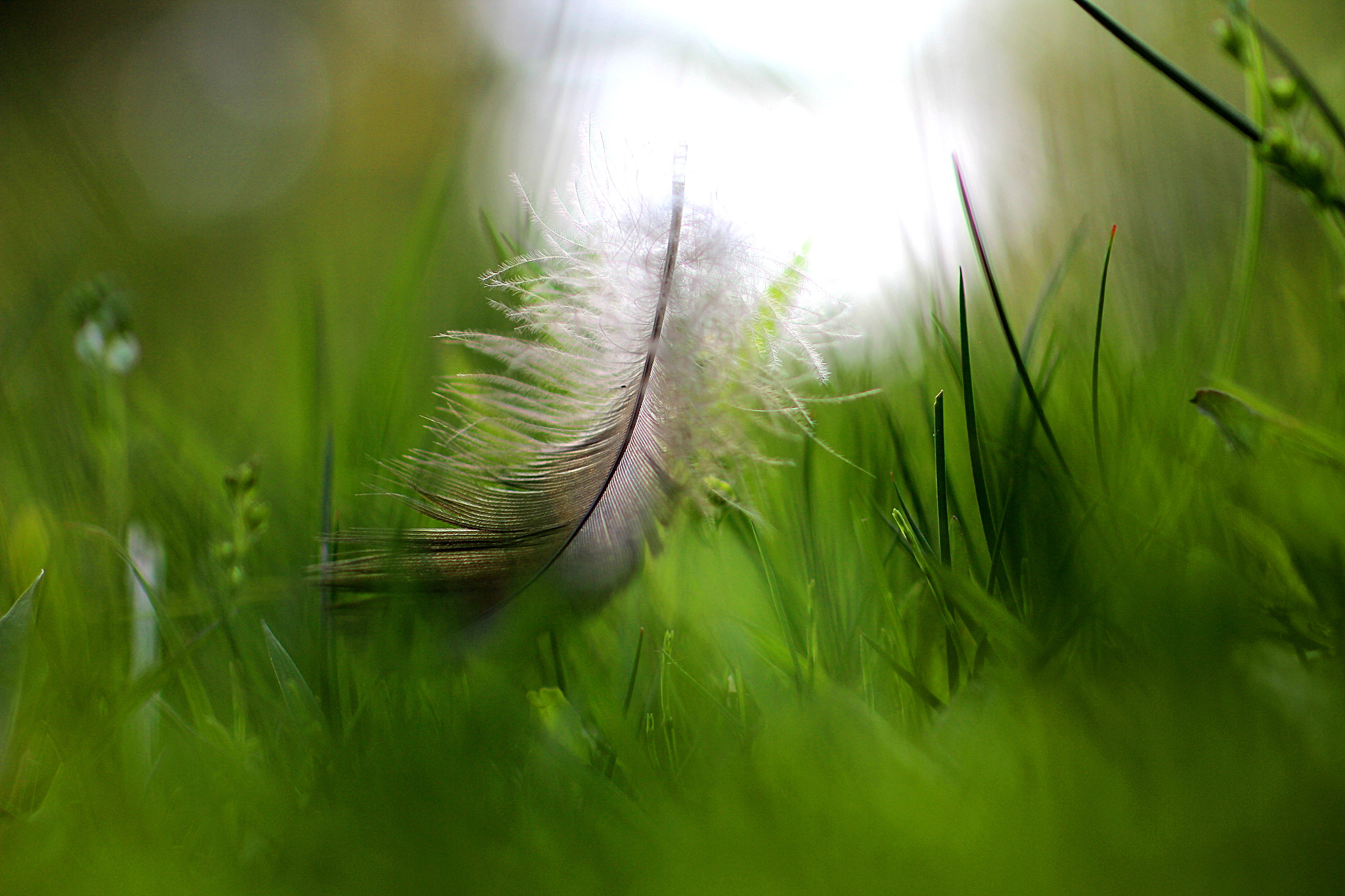 Tamron SP 45mm F1.8 Di VC USD sample photo. Feather in the light. photography