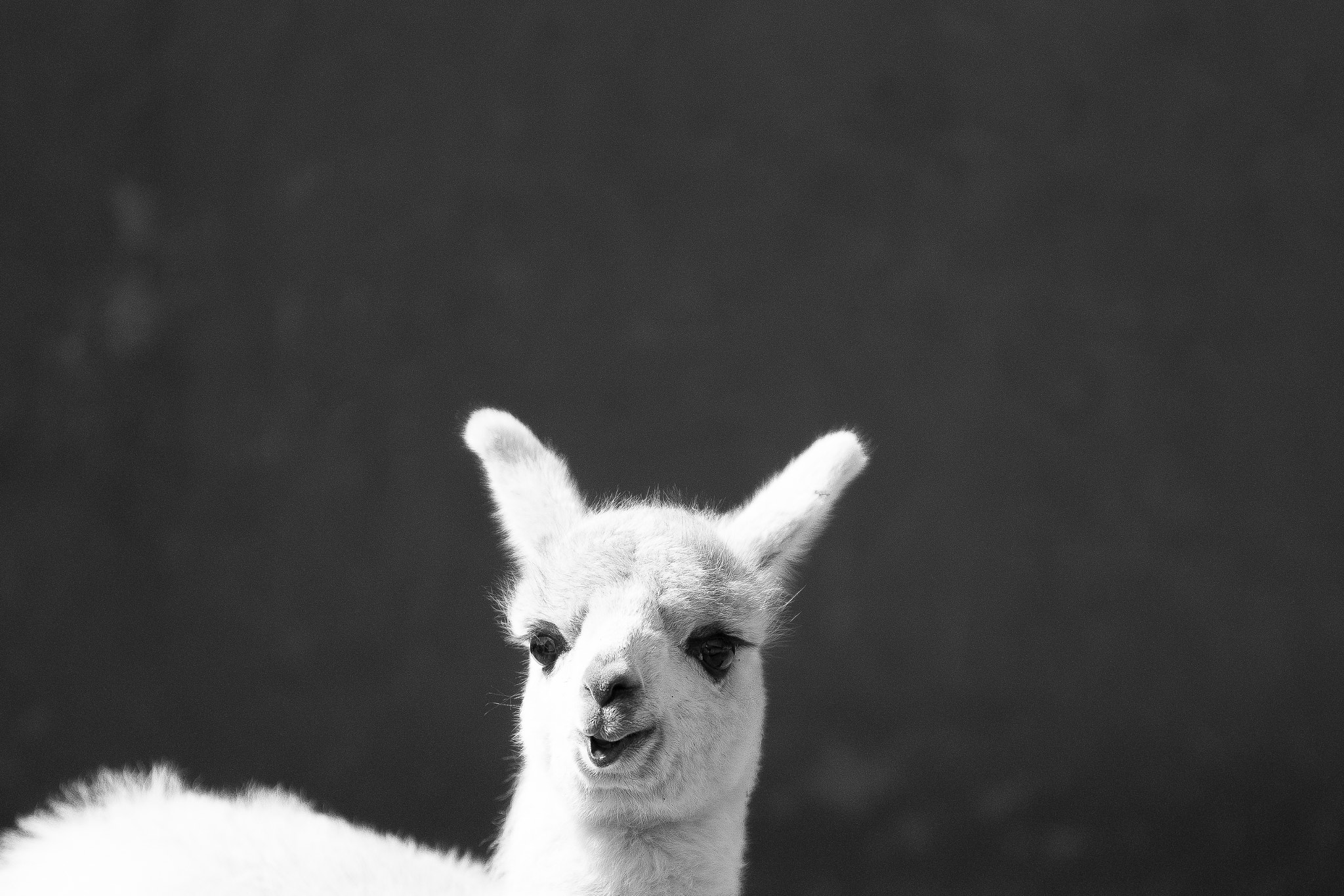 Sony Alpha a99 sample photo. Lama photography