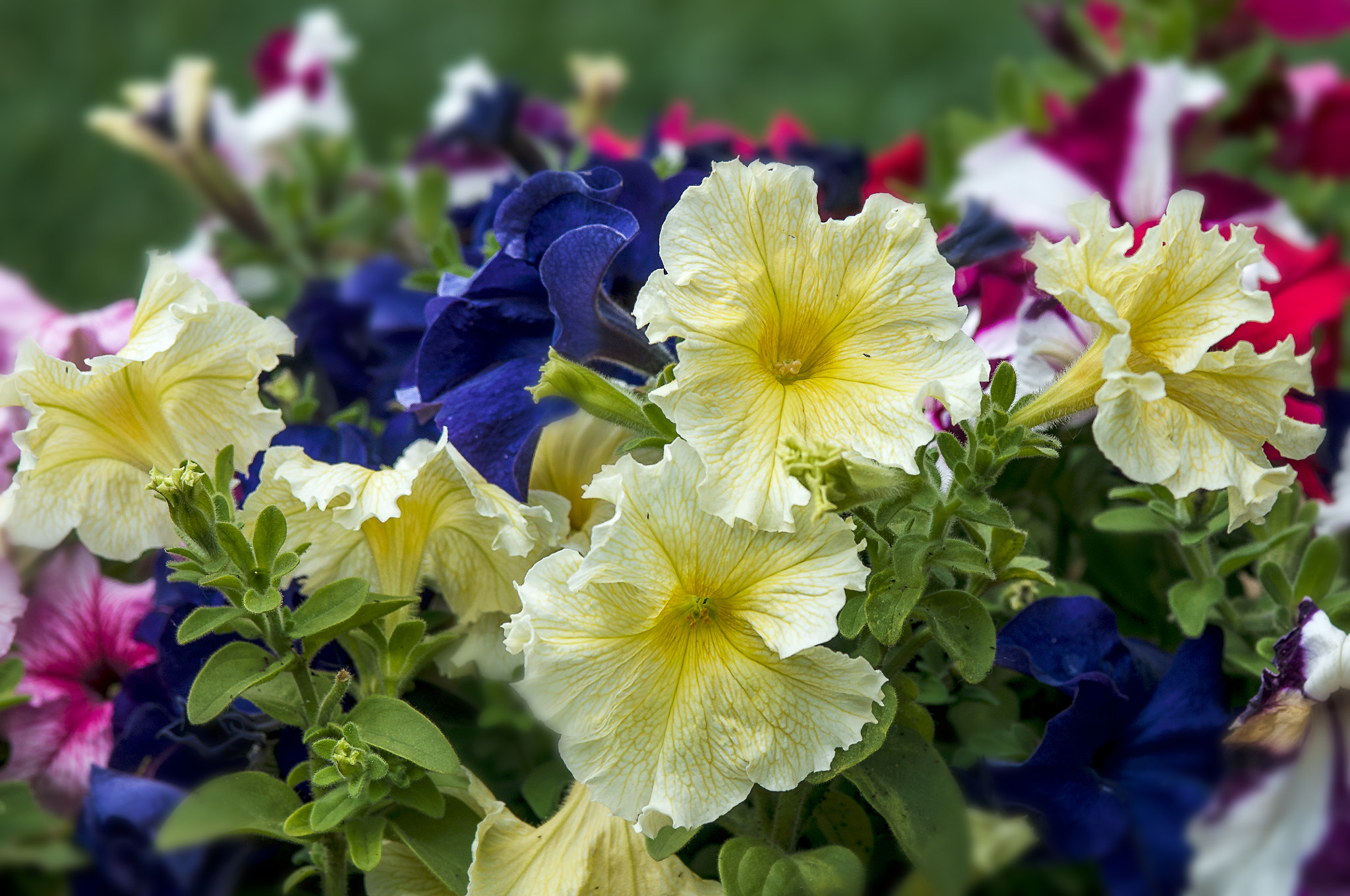 AF Micro-Nikkor 105mm f/2.8 sample photo. Яркие краски весны photography