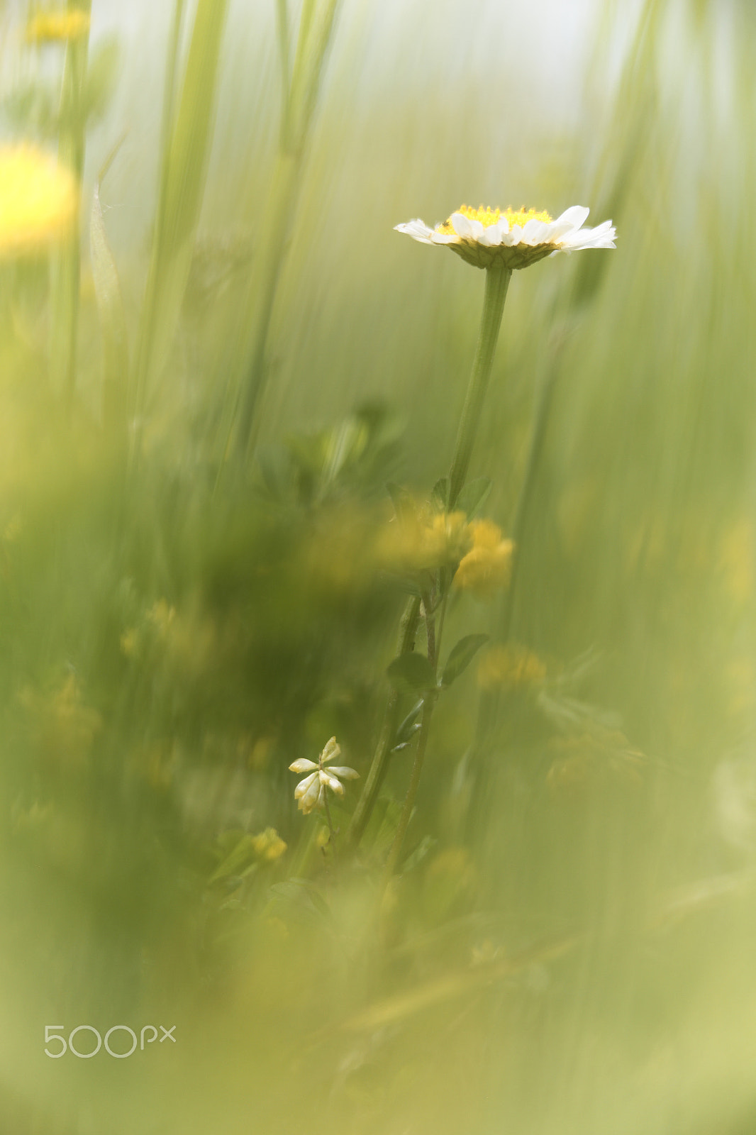 Tamron SP AF 180mm F3.5 Di LD (IF) Macro sample photo. Countryside's flower photography