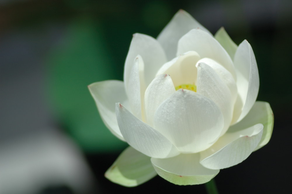 Nikon D70s sample photo. Importance of focus  photography