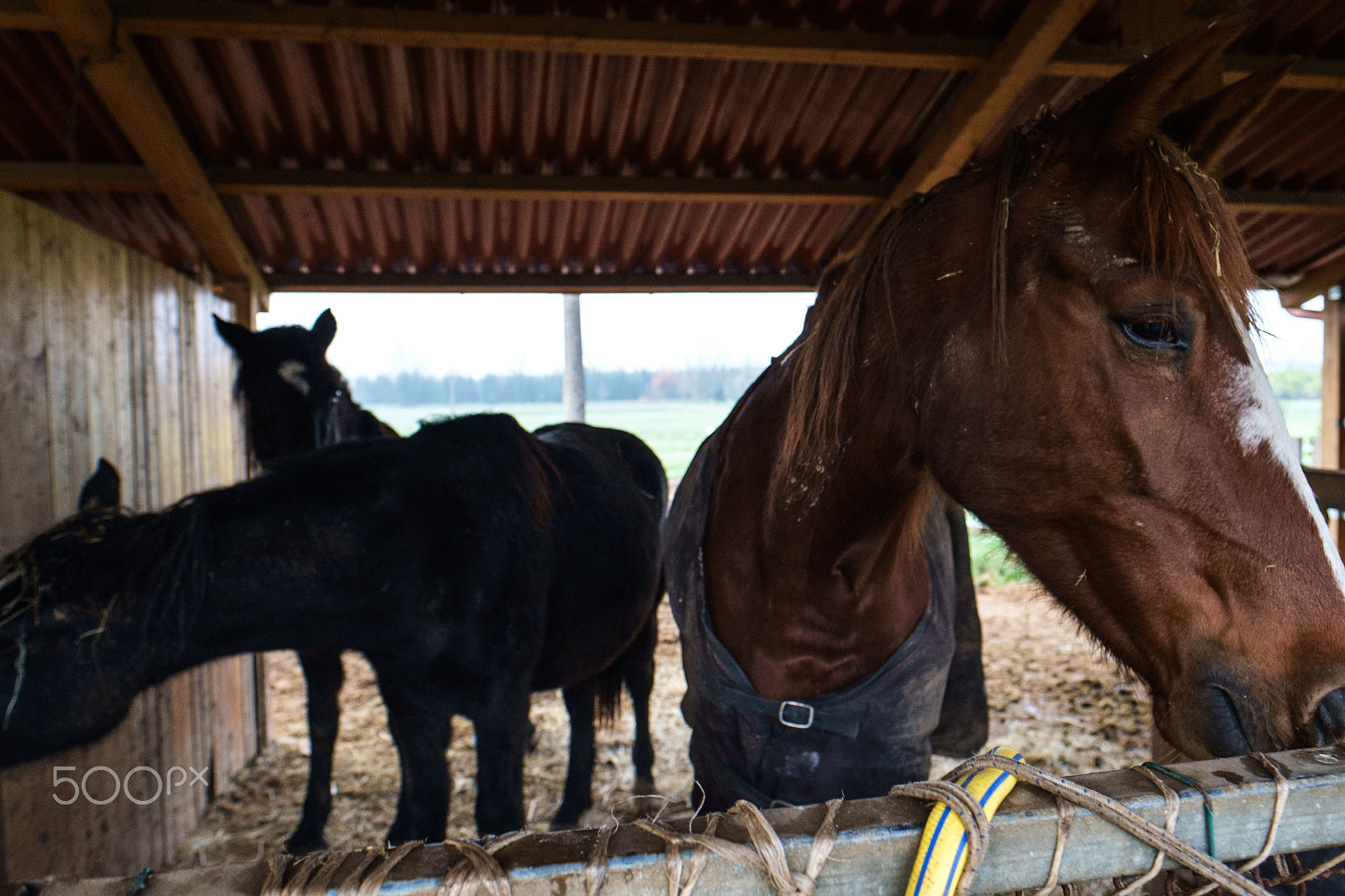 Fujifilm X-E1 + Fujifilm XF 16mm F1.4 R WR sample photo. In the stable photography