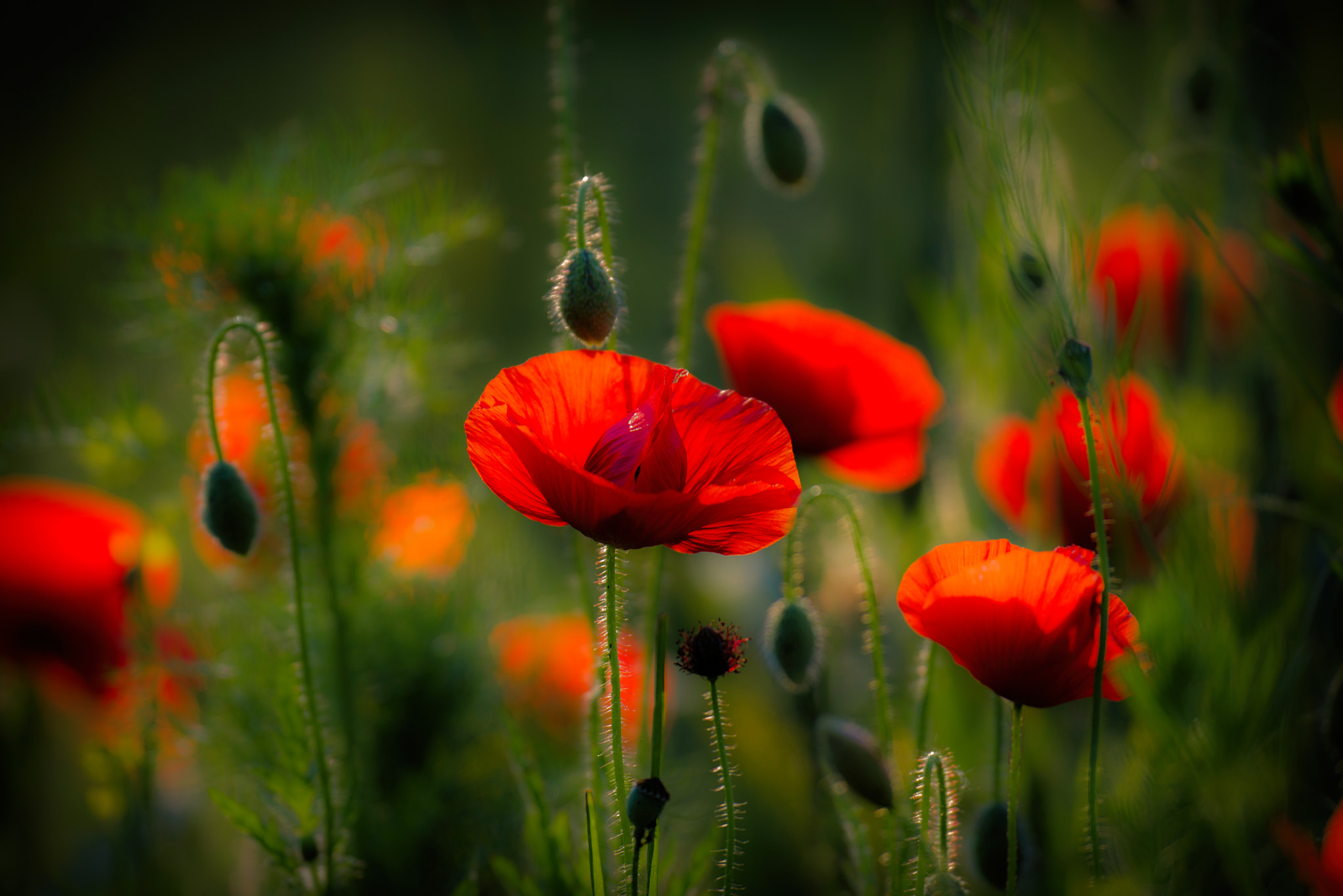 Nikon D600 sample photo. Poppies photography