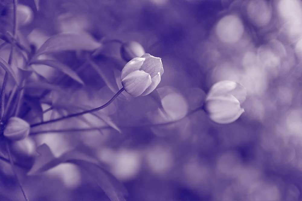 Sony Alpha DSLR-A290 sample photo. Digital getöntes cyanotype bild photography